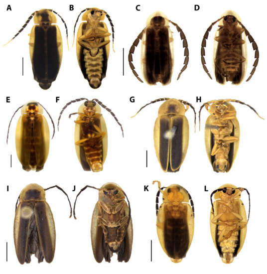 Diversity 15 00620 g003