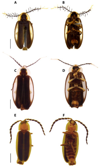 Diversity 15 00620 g004