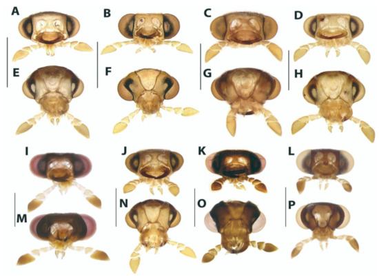 Diversity 15 00620 g005