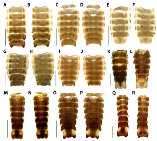 Diversity 15 00620 g010