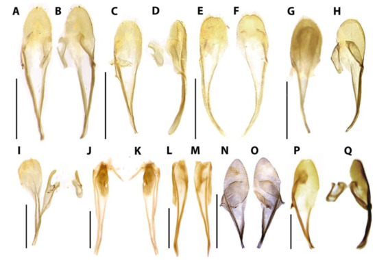 Diversity 15 00620 g012
