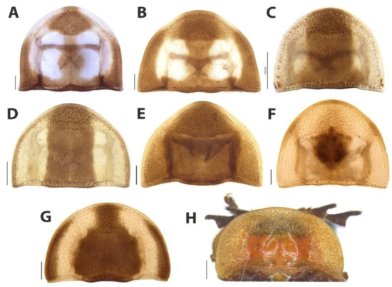 Diversity 15 00620 g020
