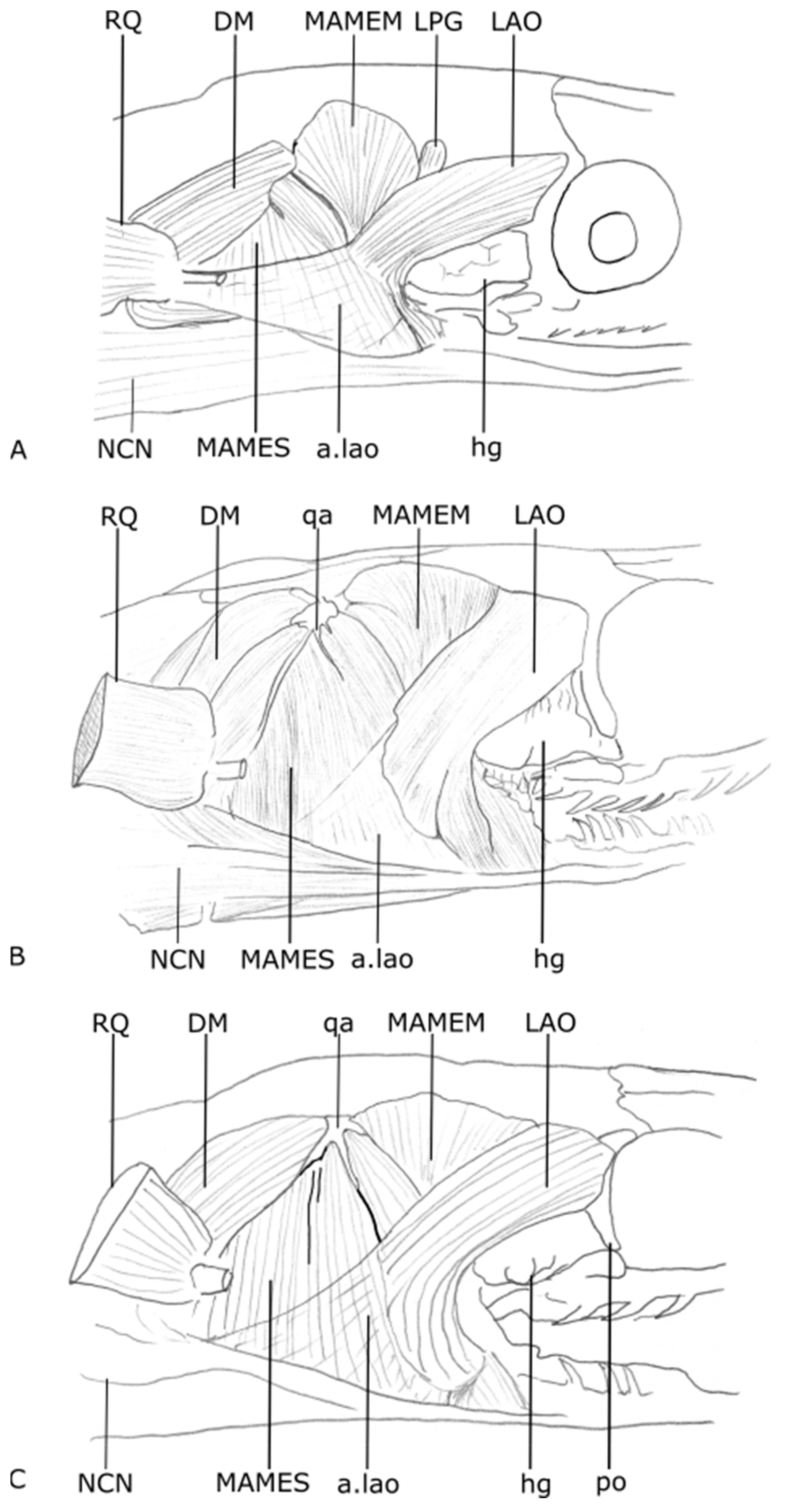 Diversity 15 00628 g003