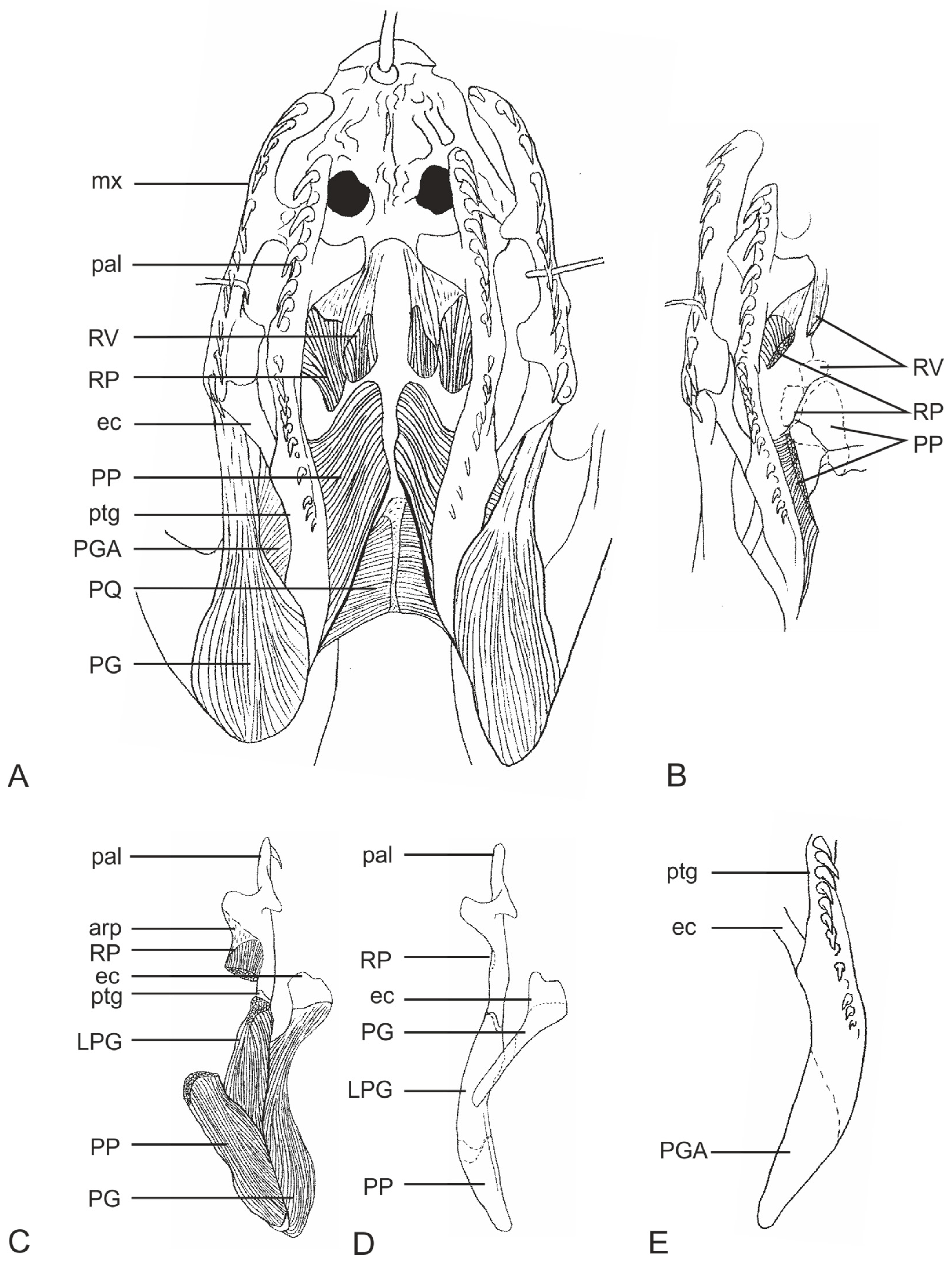 Diversity 15 00628 g013