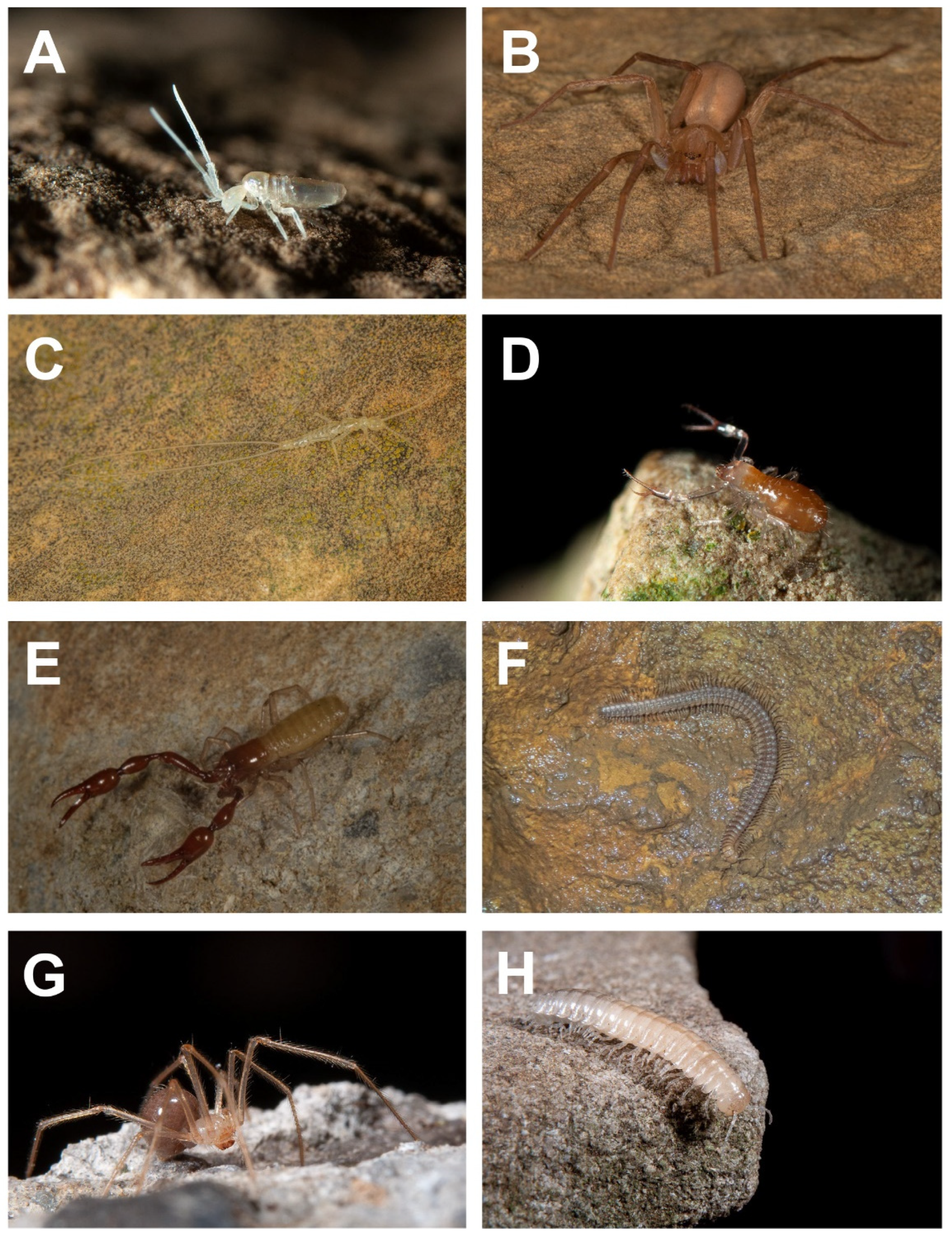 Diversity 15 00633 g002