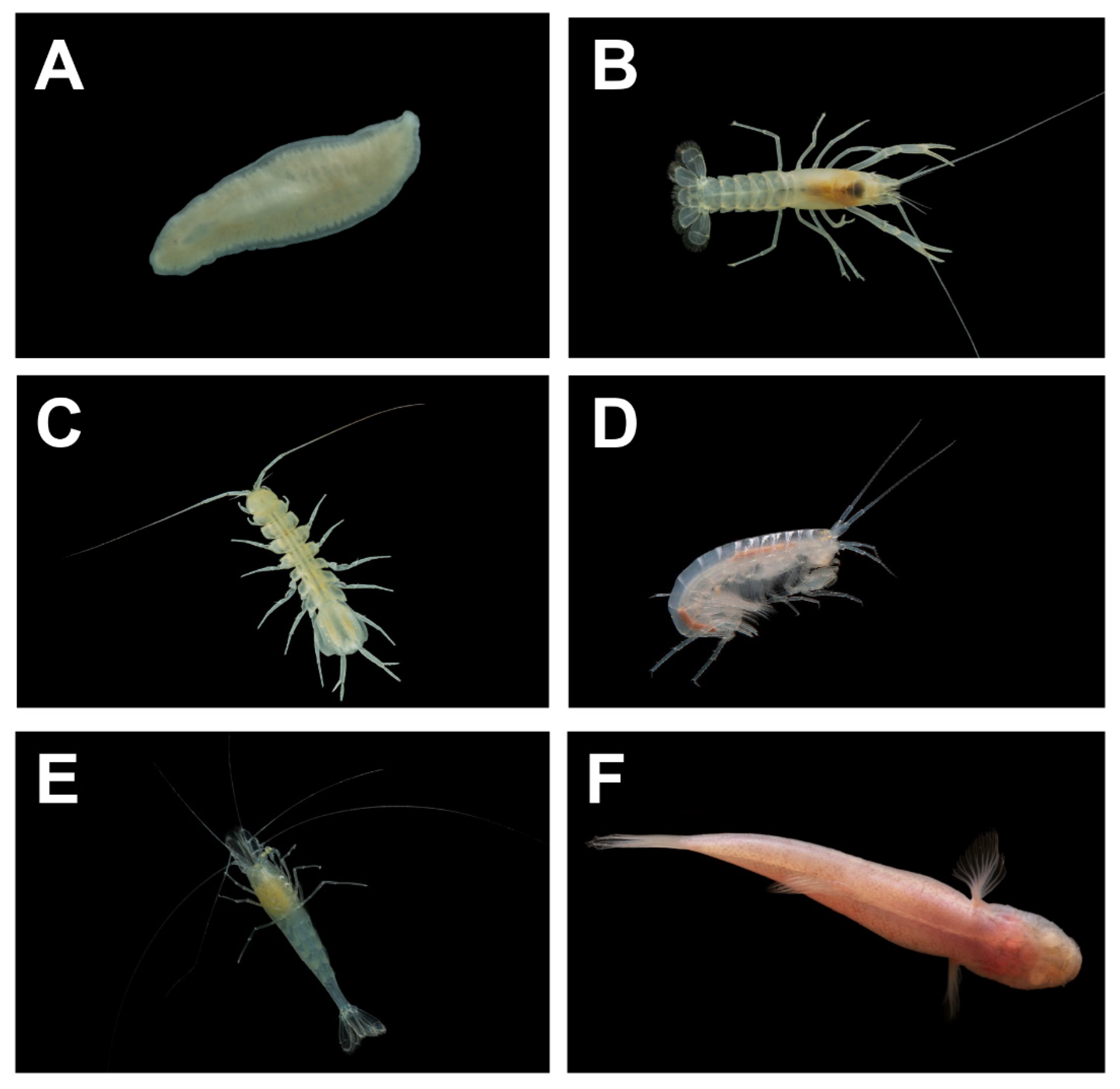 Diversity 15 00633 g003