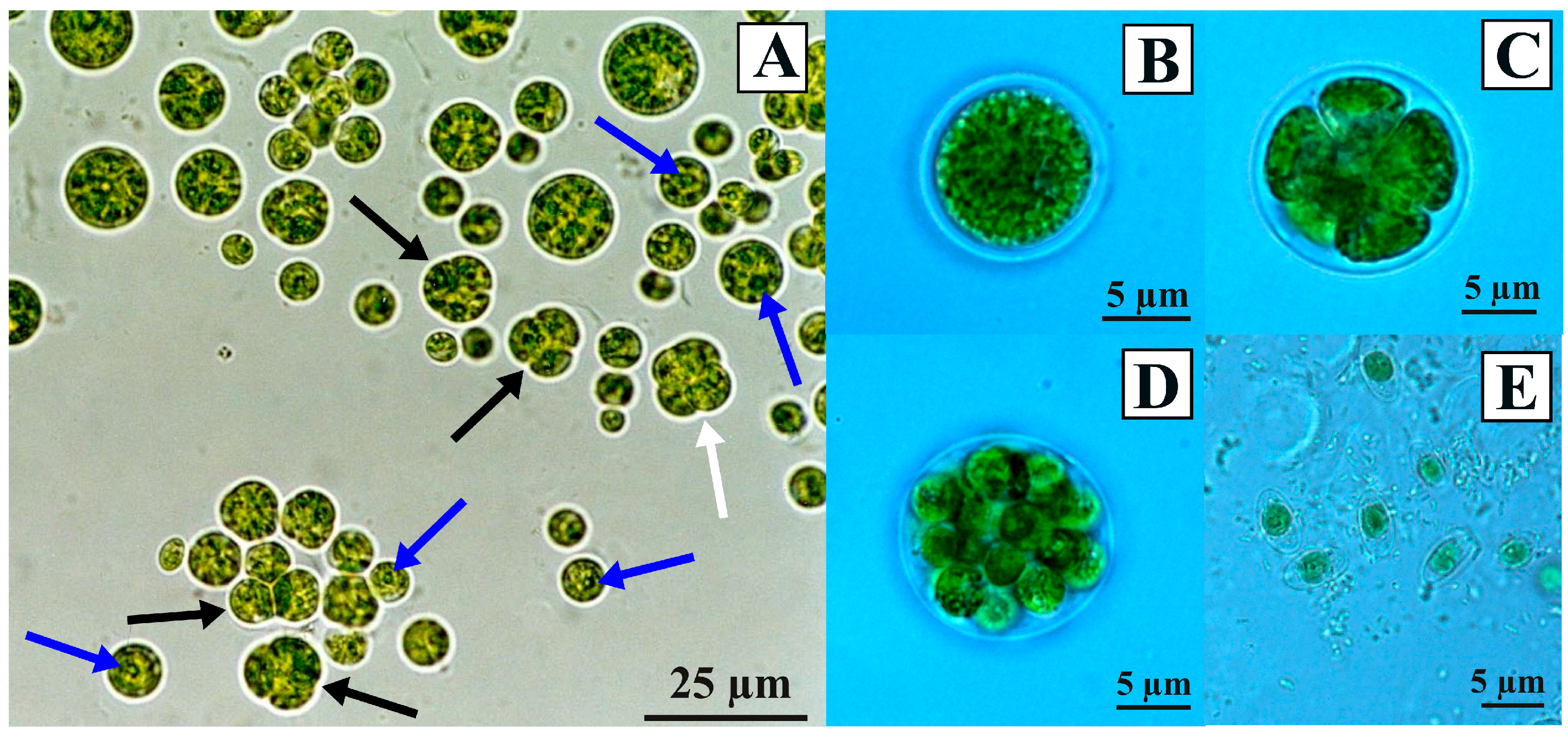 Diversity 15 00650 g002 Diversity 15 00650 g002