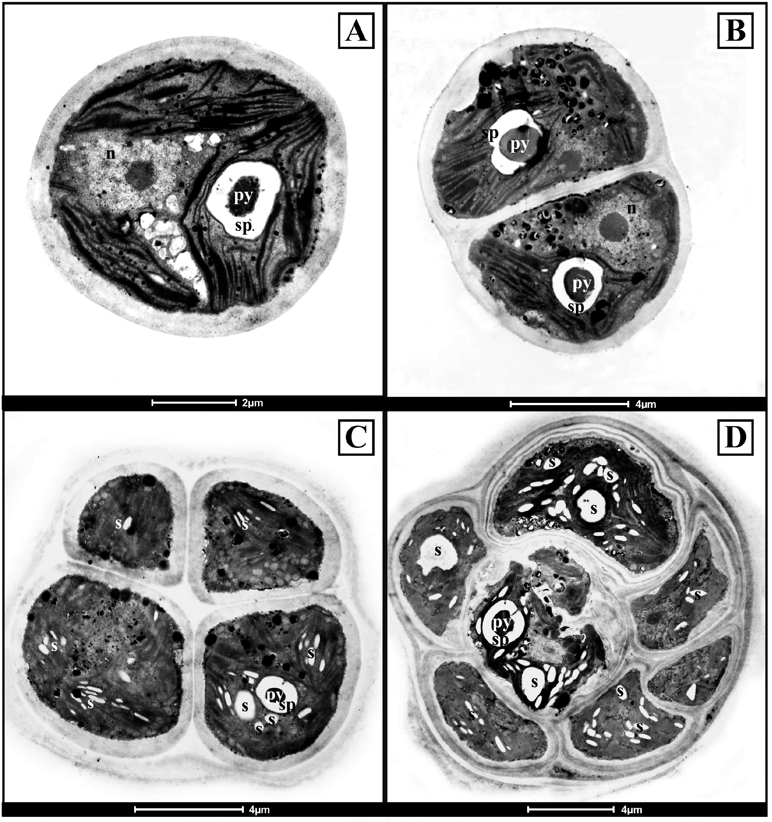 Diversity 15 00650 g004 Diversity 15 00650 g004