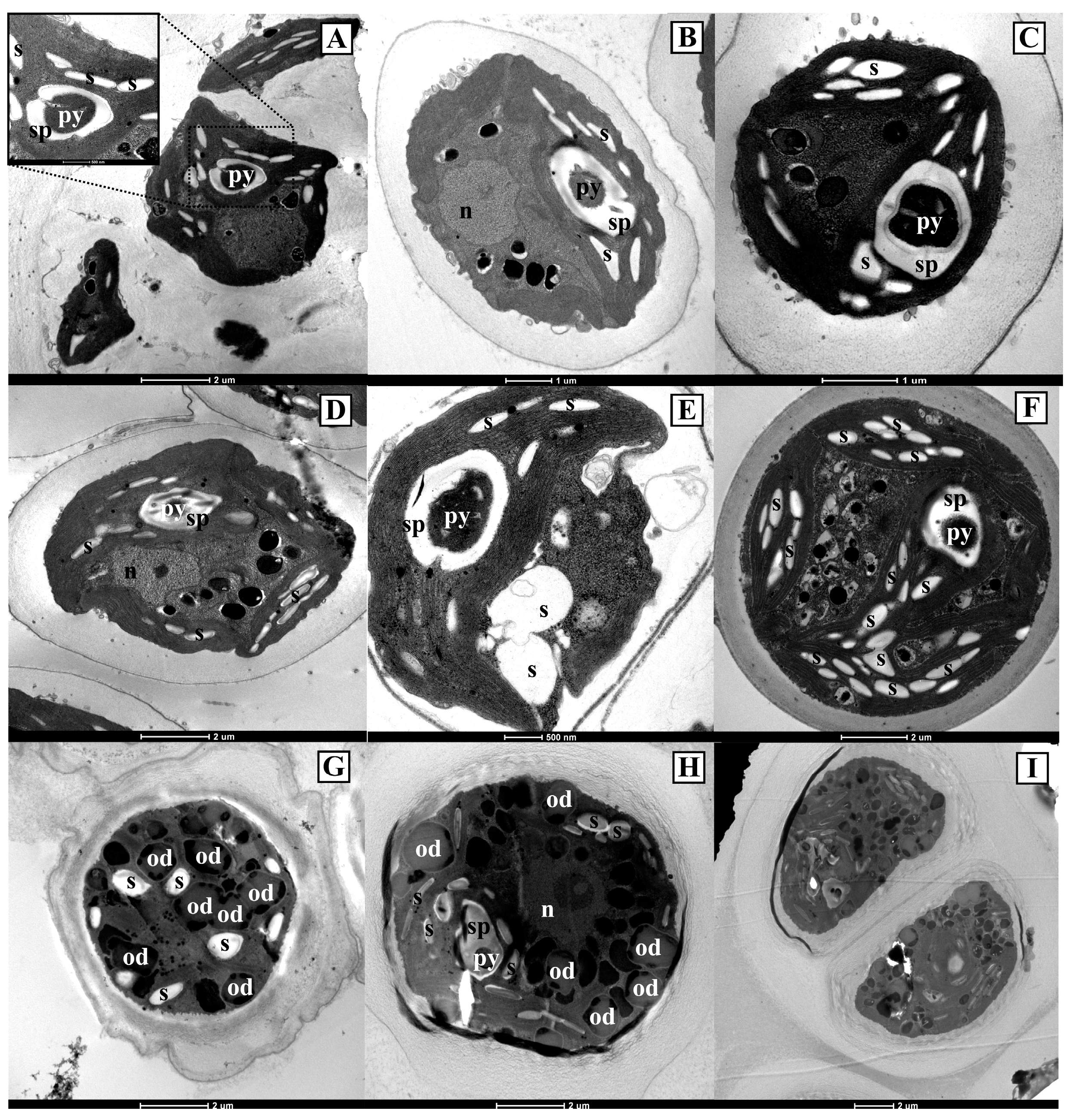 Diversity 15 00650 g009 Diversity 15 00650 g009
