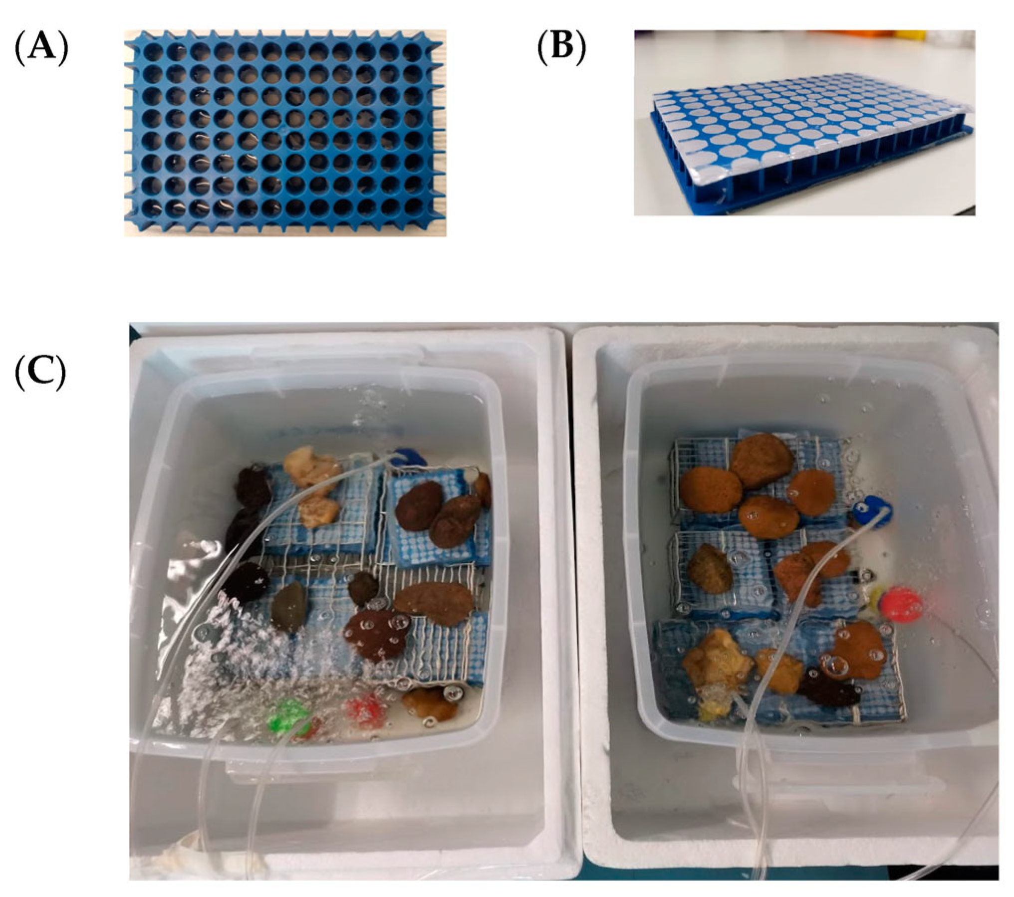 Diversity 15 00663 g002