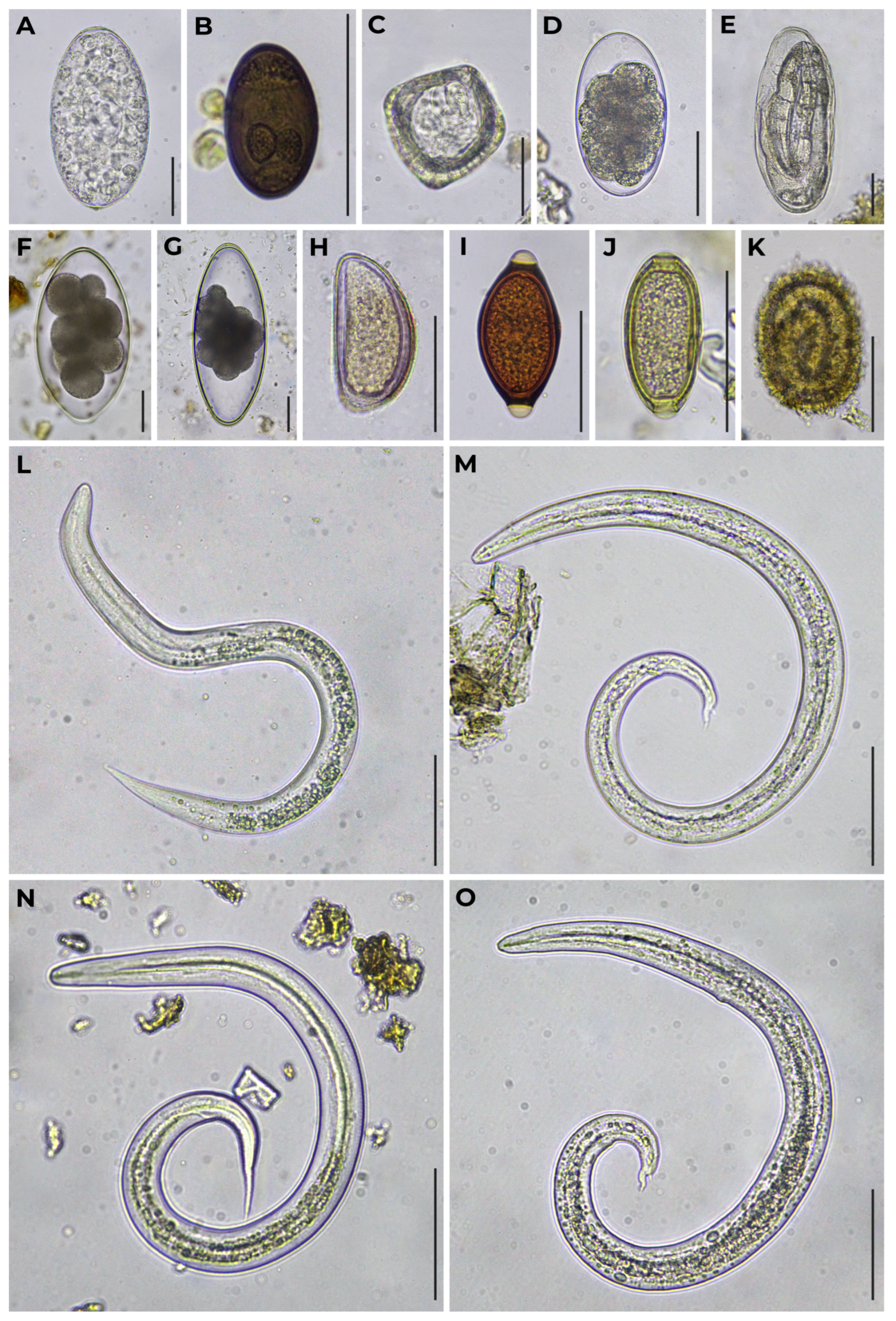 Diversity 15 00672 g002 Diversity 15 00672 g002