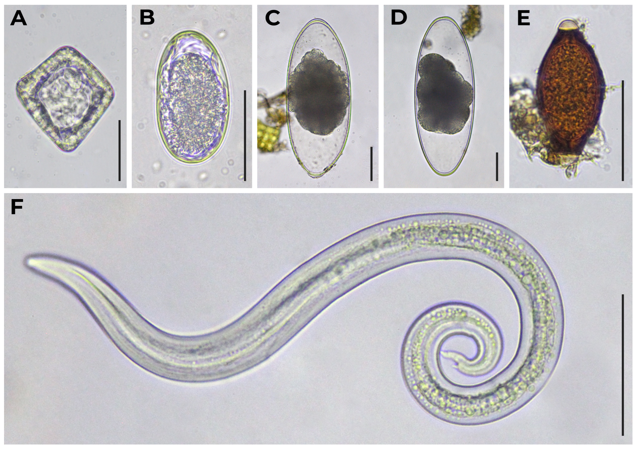 Diversity 15 00672 g003 Diversity 15 00672 g003