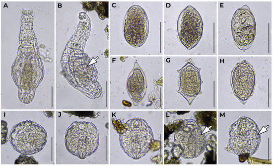 Diversity 15 00672 g0a1