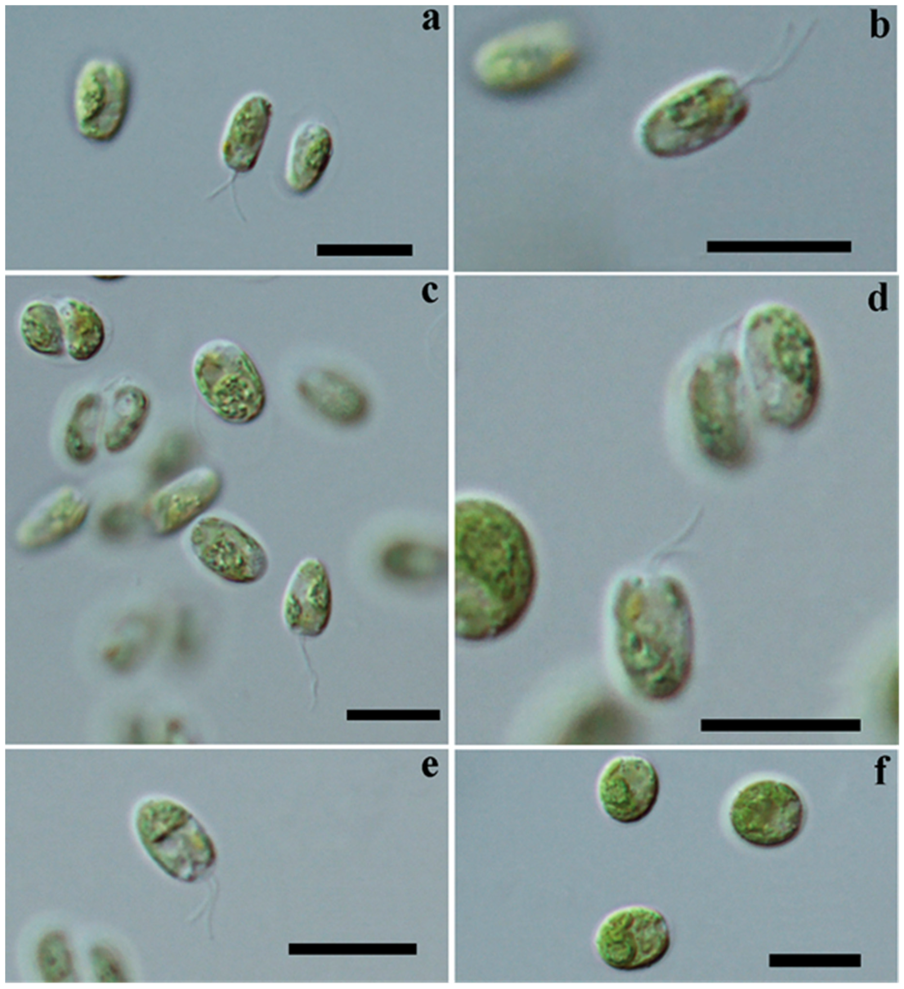 Diversity 15 00673 g001 Diversity 15 00673 g001