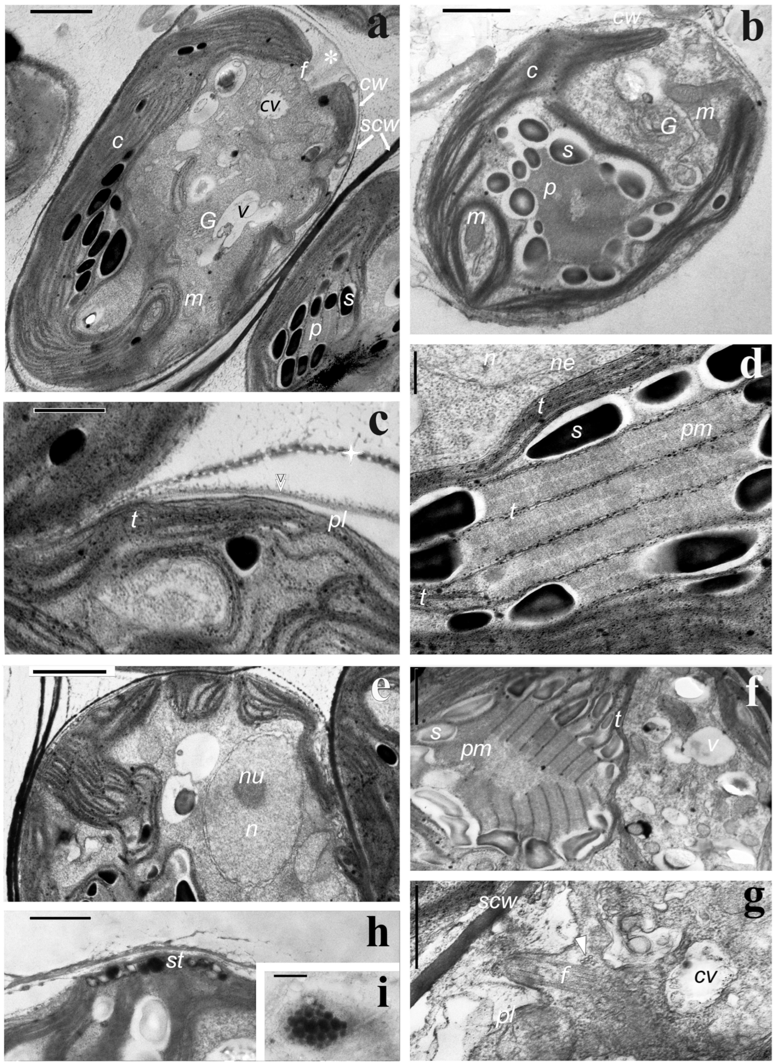 Diversity 15 00673 g004 Diversity 15 00673 g004