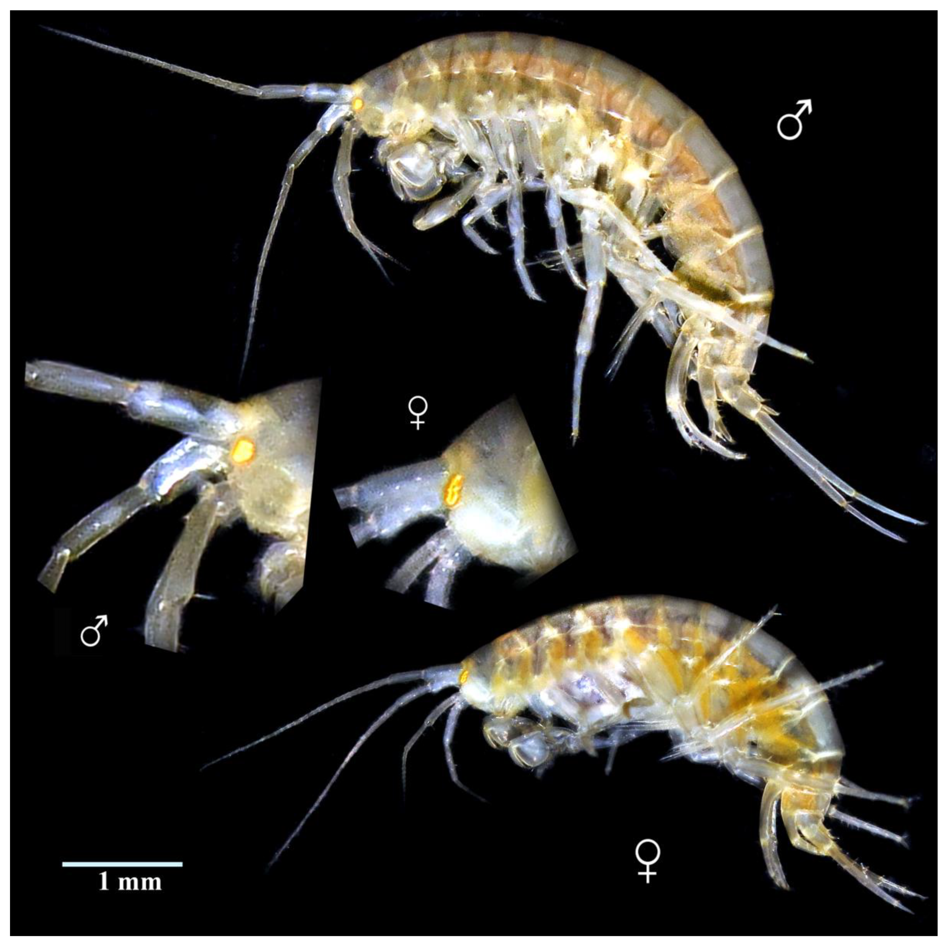 Diversity 15 00682 g008 Diversity 15 00682 g008