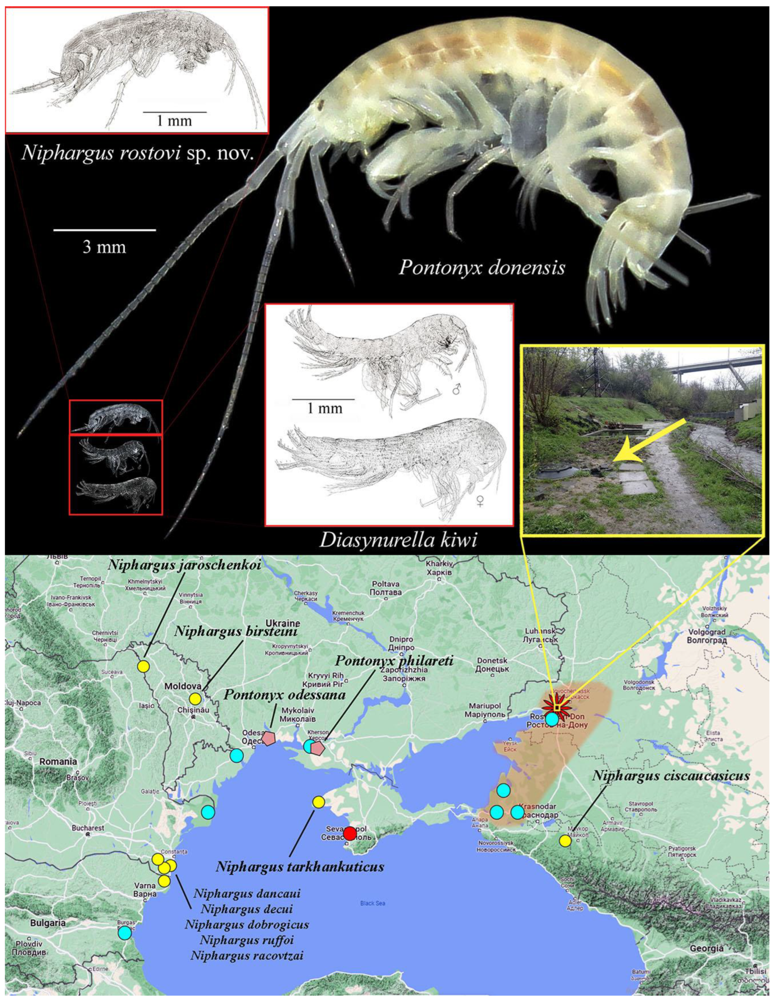 Diversity 15 00682 g009 Diversity 15 00682 g009