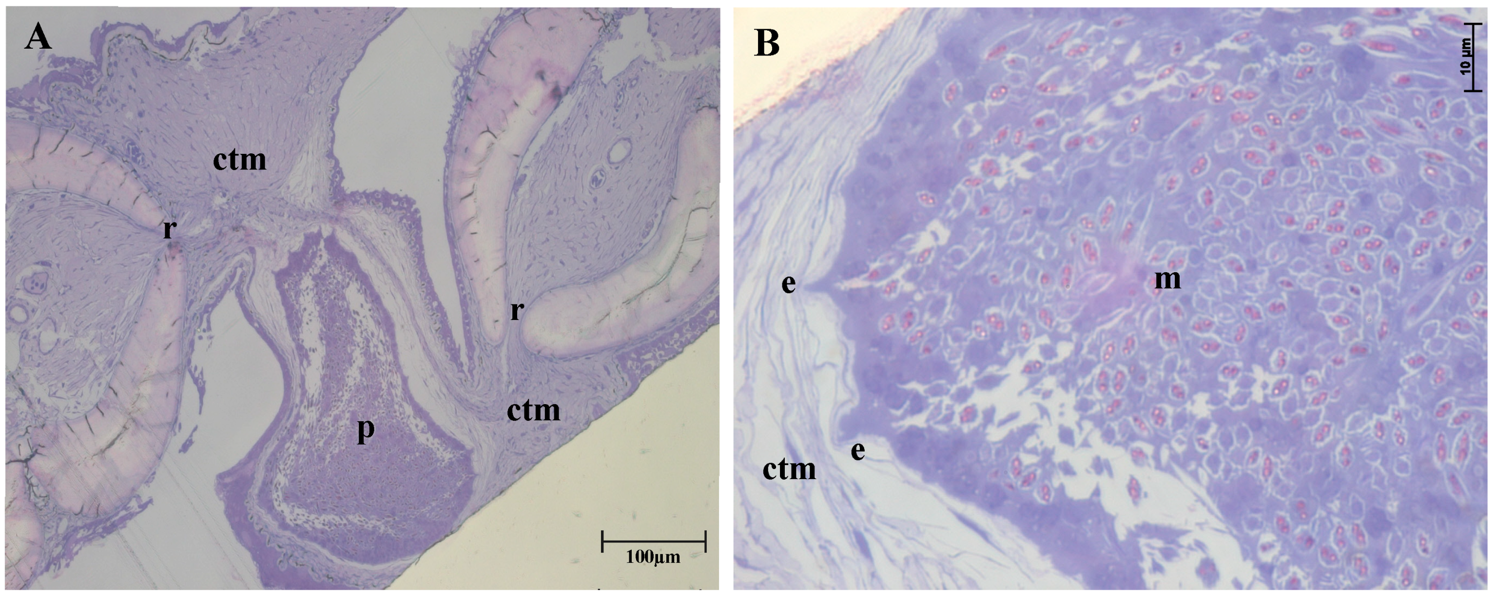 Diversity 15 00702 g002