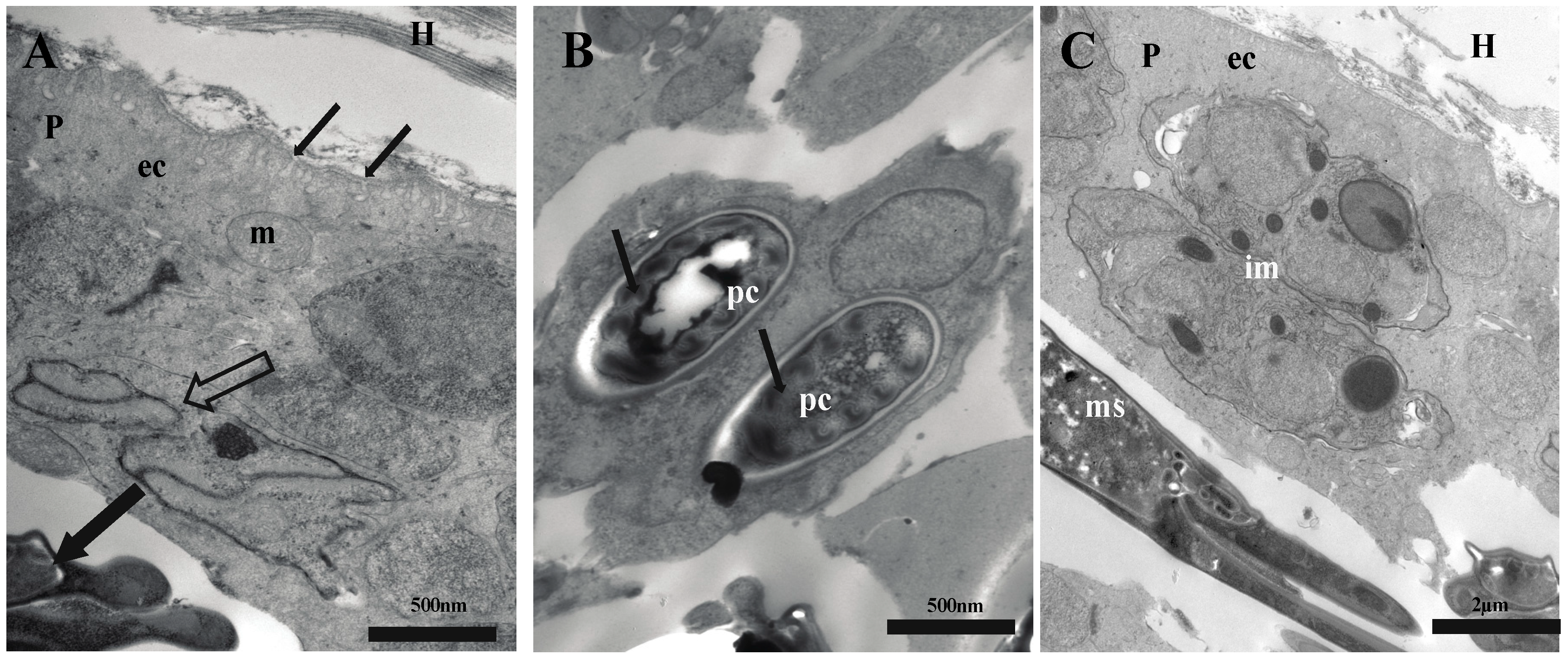 Diversity 15 00702 g003