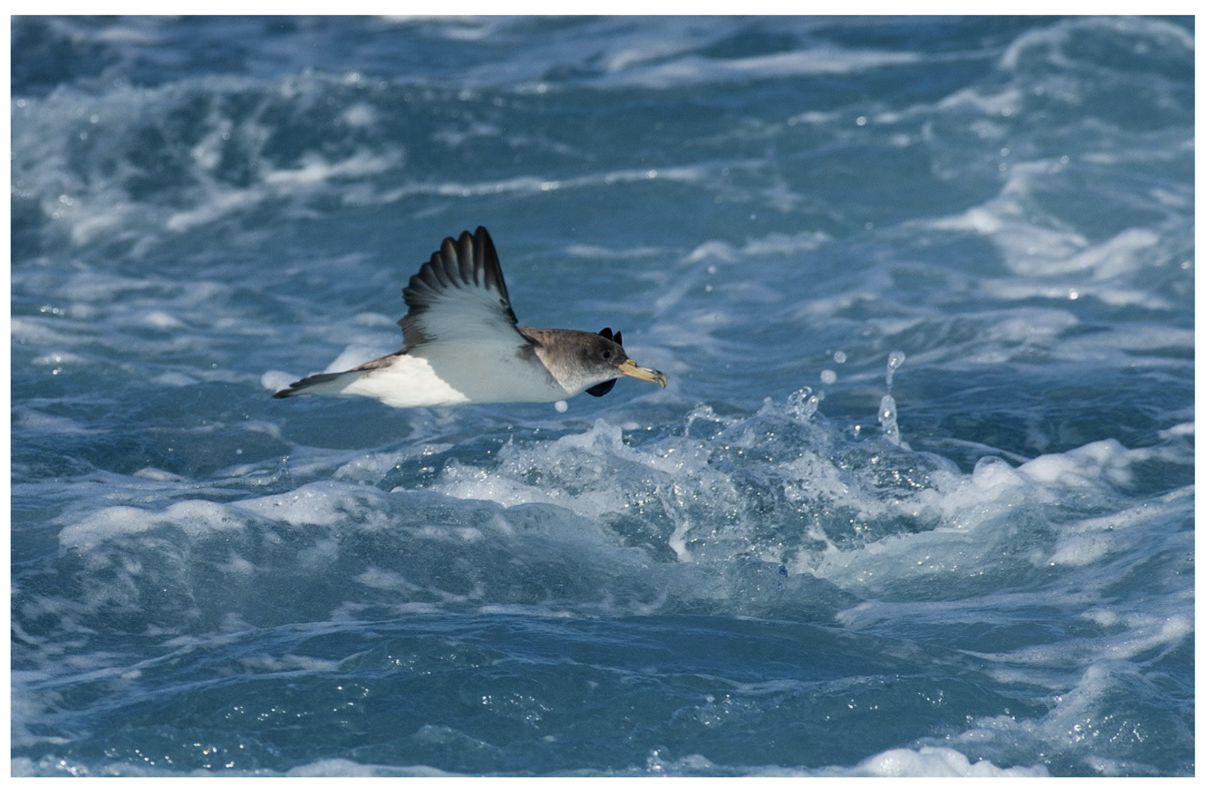 Diversity 15 00718 g001