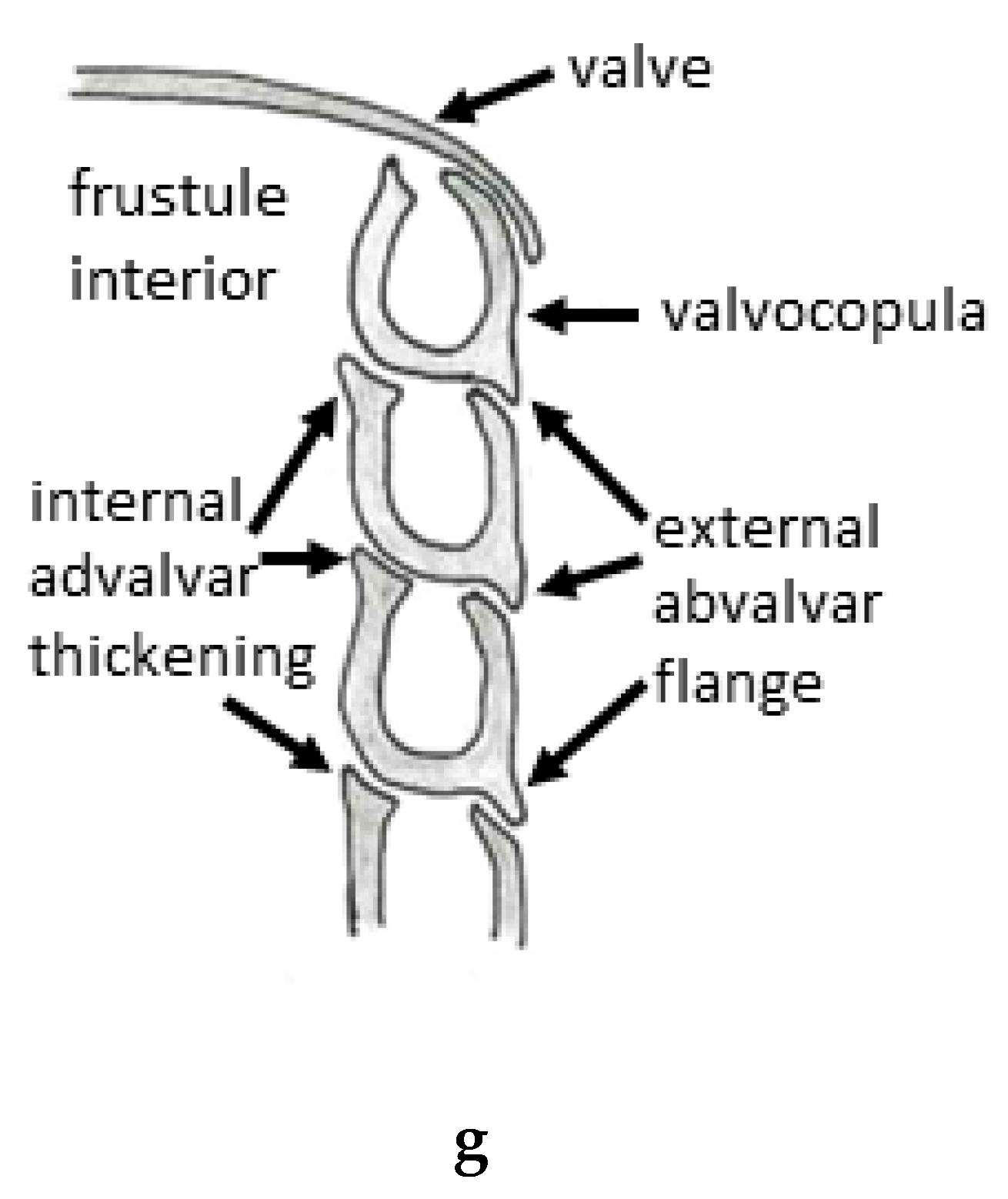Diversity 15 00734 g003b
