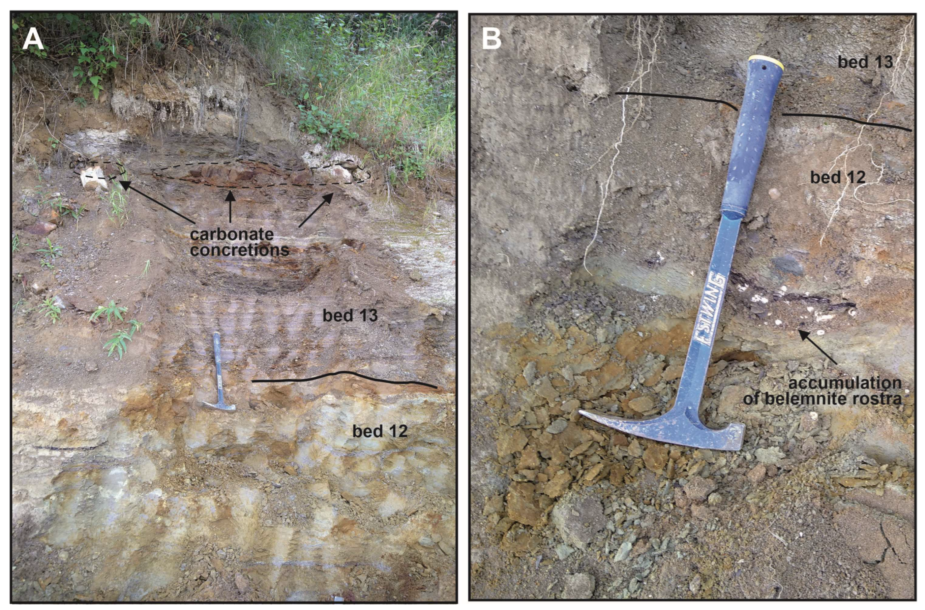 Diversity 15 00742 g003