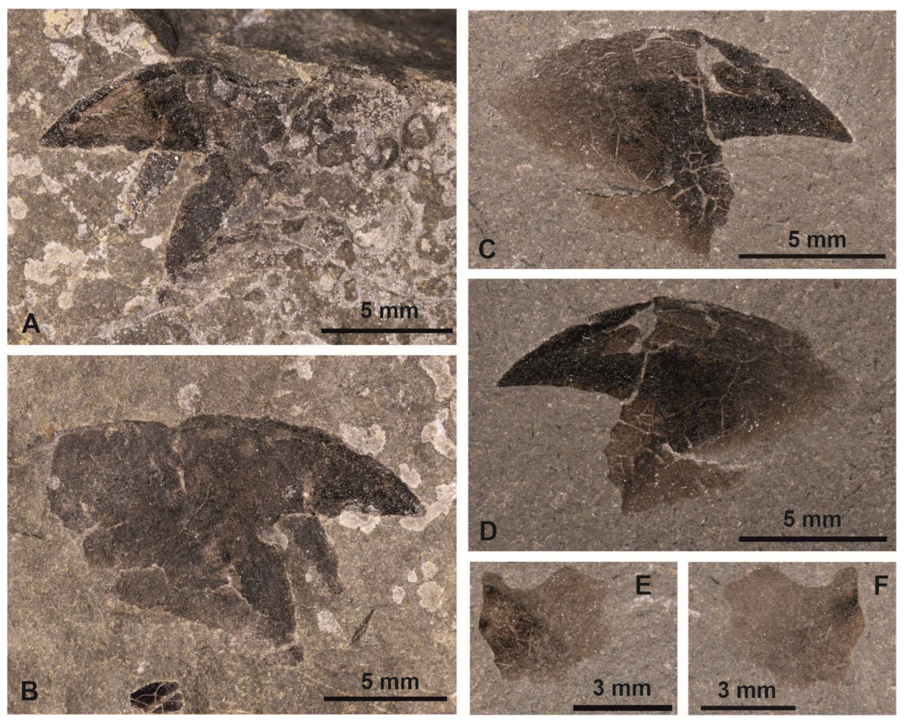 Diversity 15 00742 g004