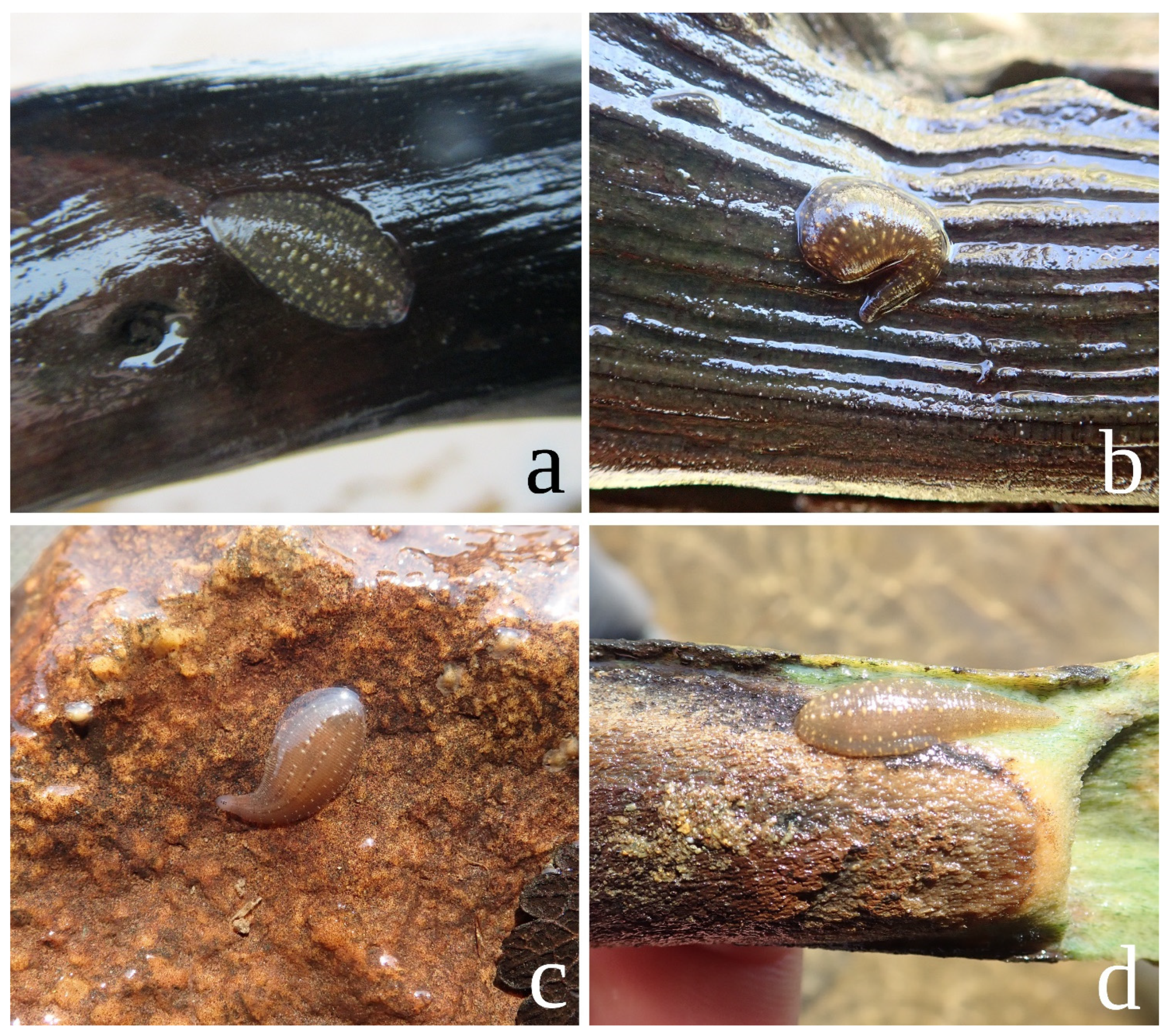 Diversity 15 00756 g006