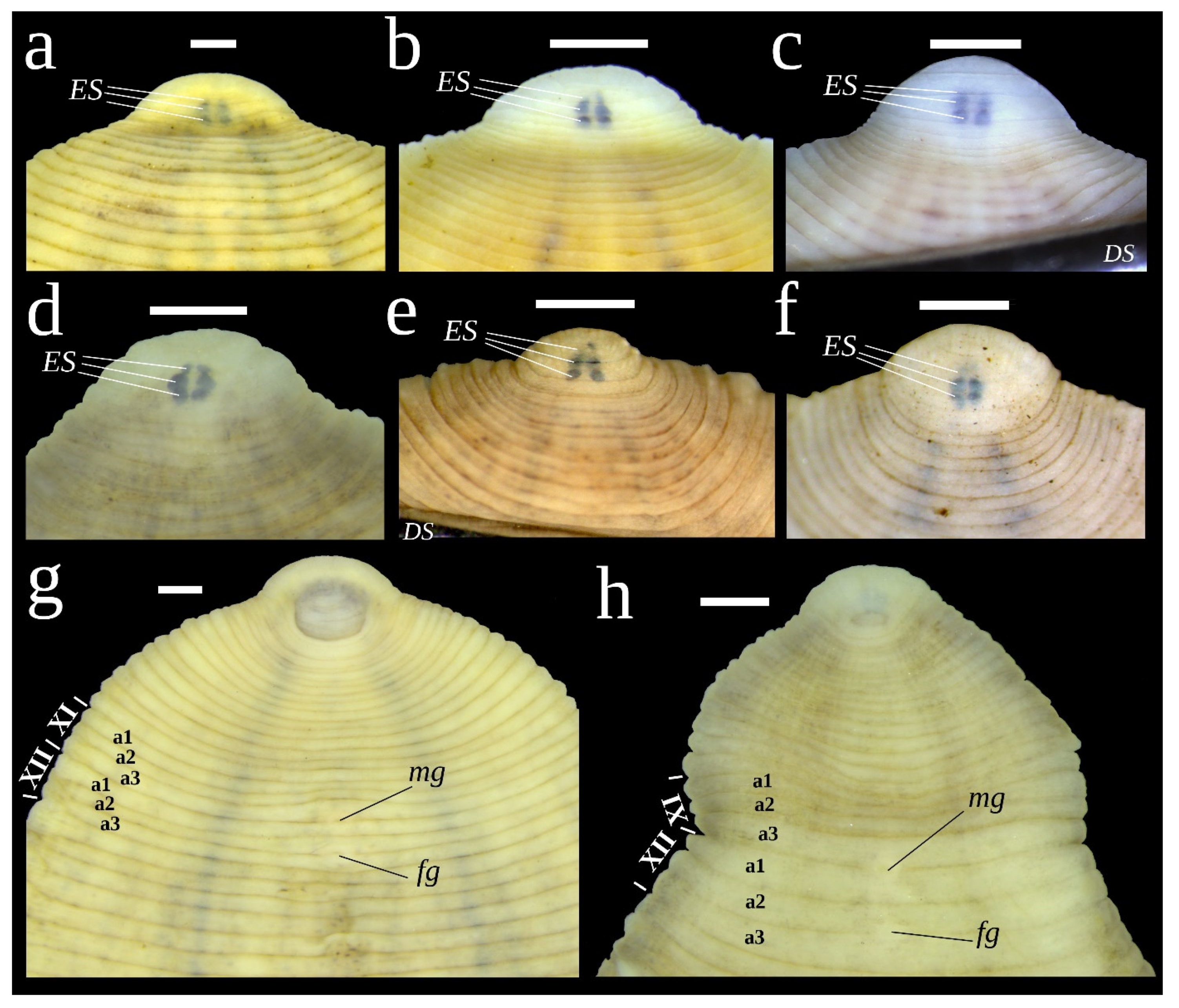 Diversity 15 00756 g007