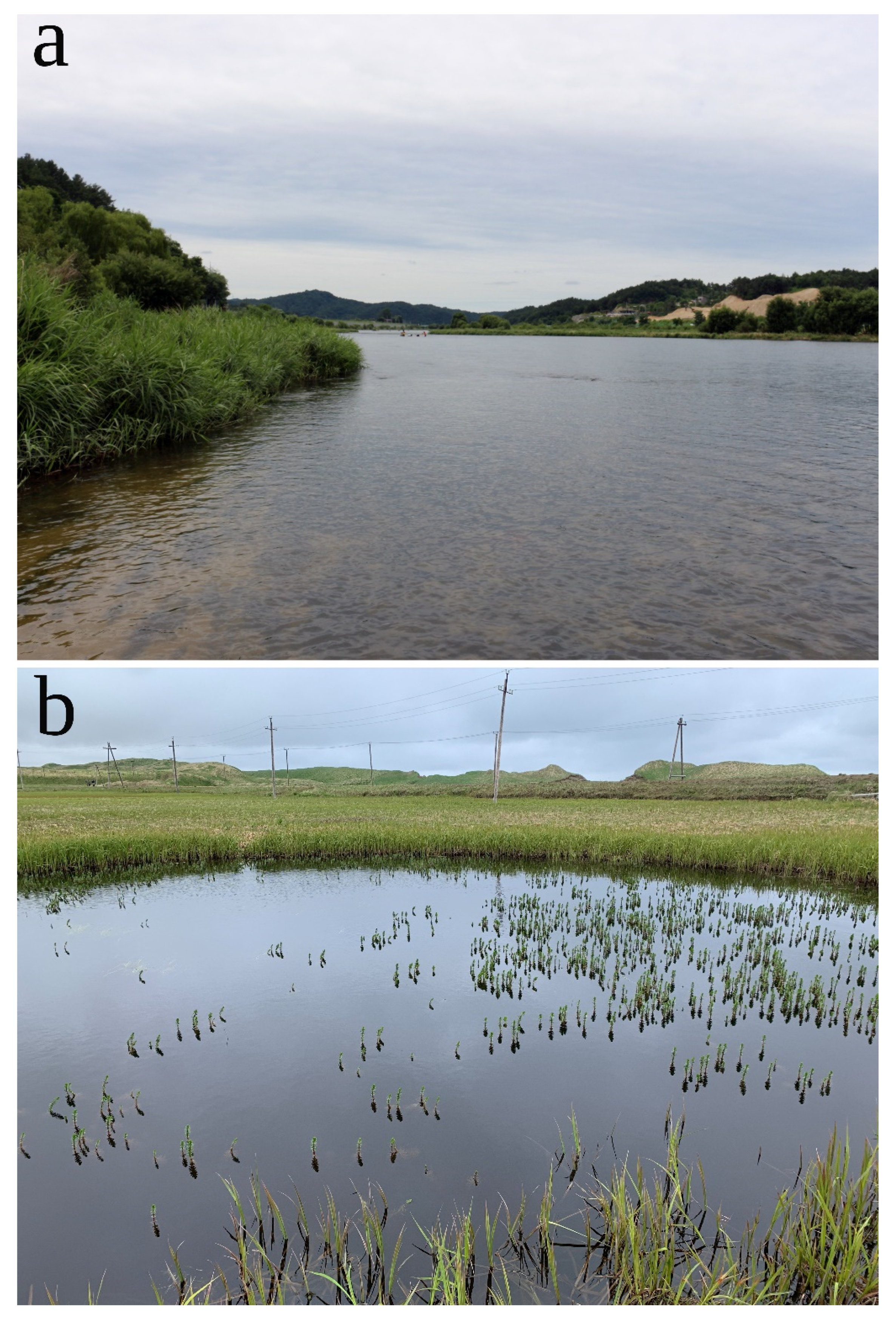 Diversity 15 00756 g011