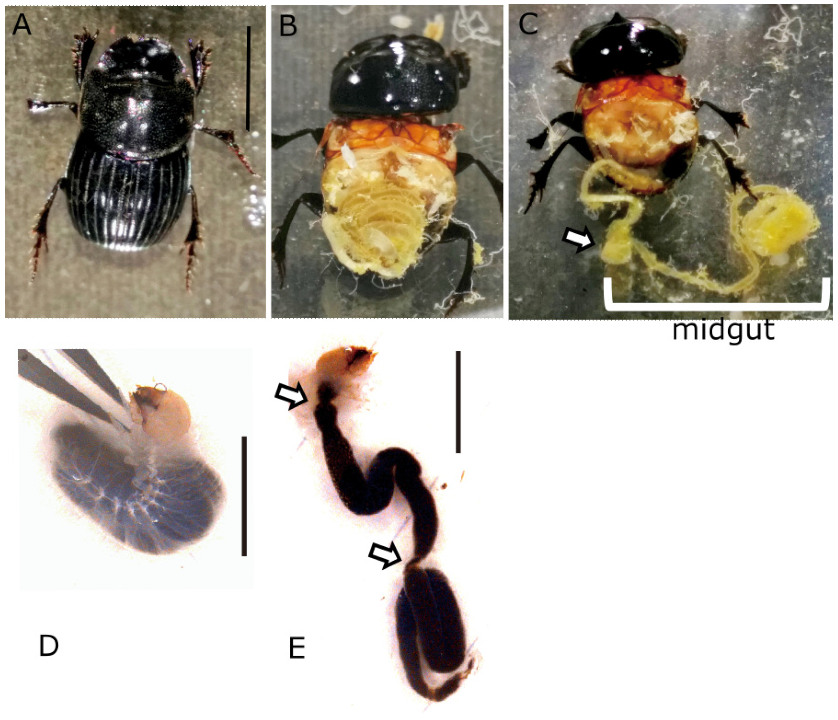 Diversity 15 00767 g001