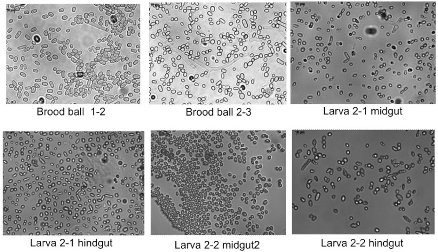 Diversity 15 00767 i001