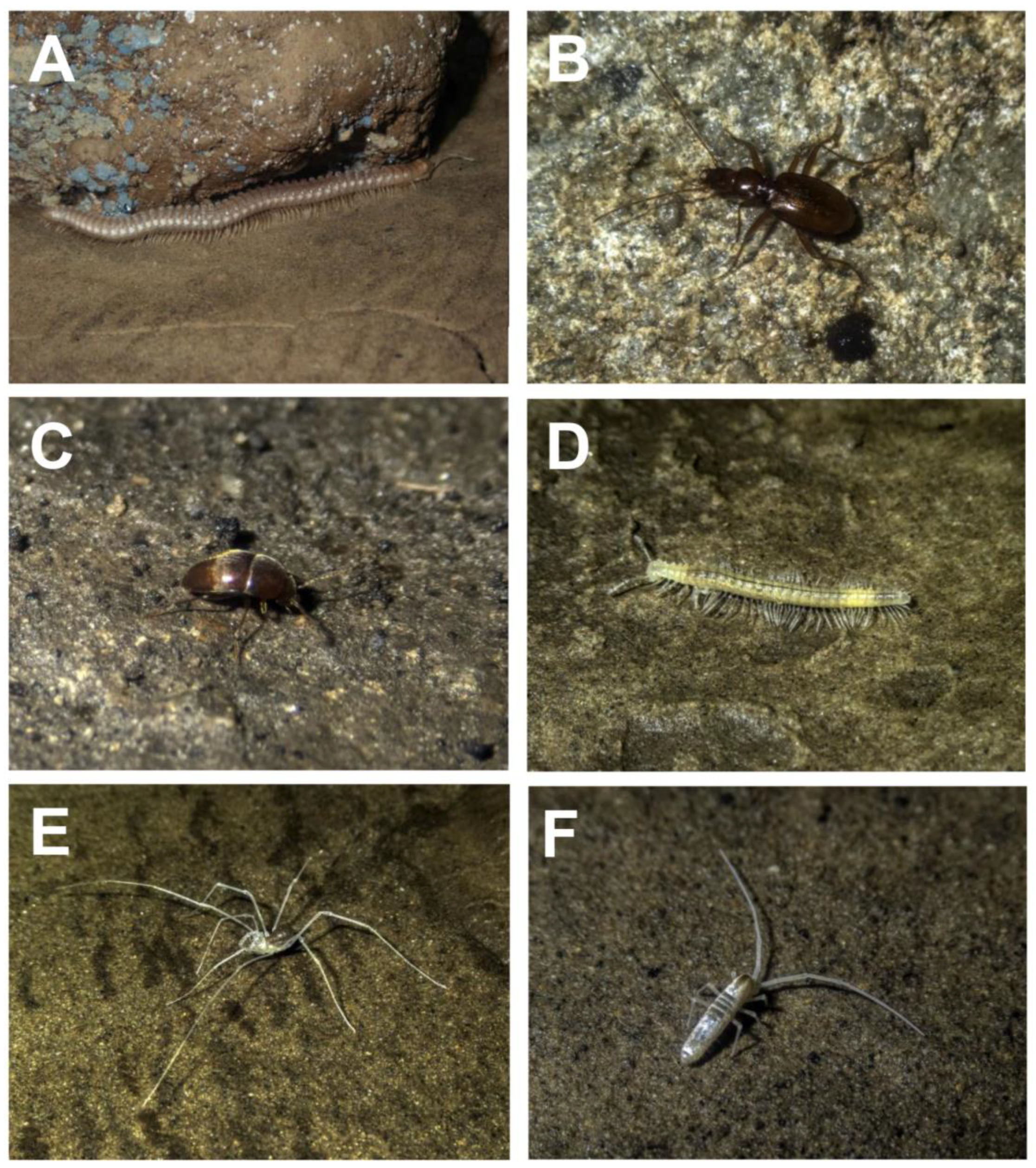 Diversity 15 00801 g002