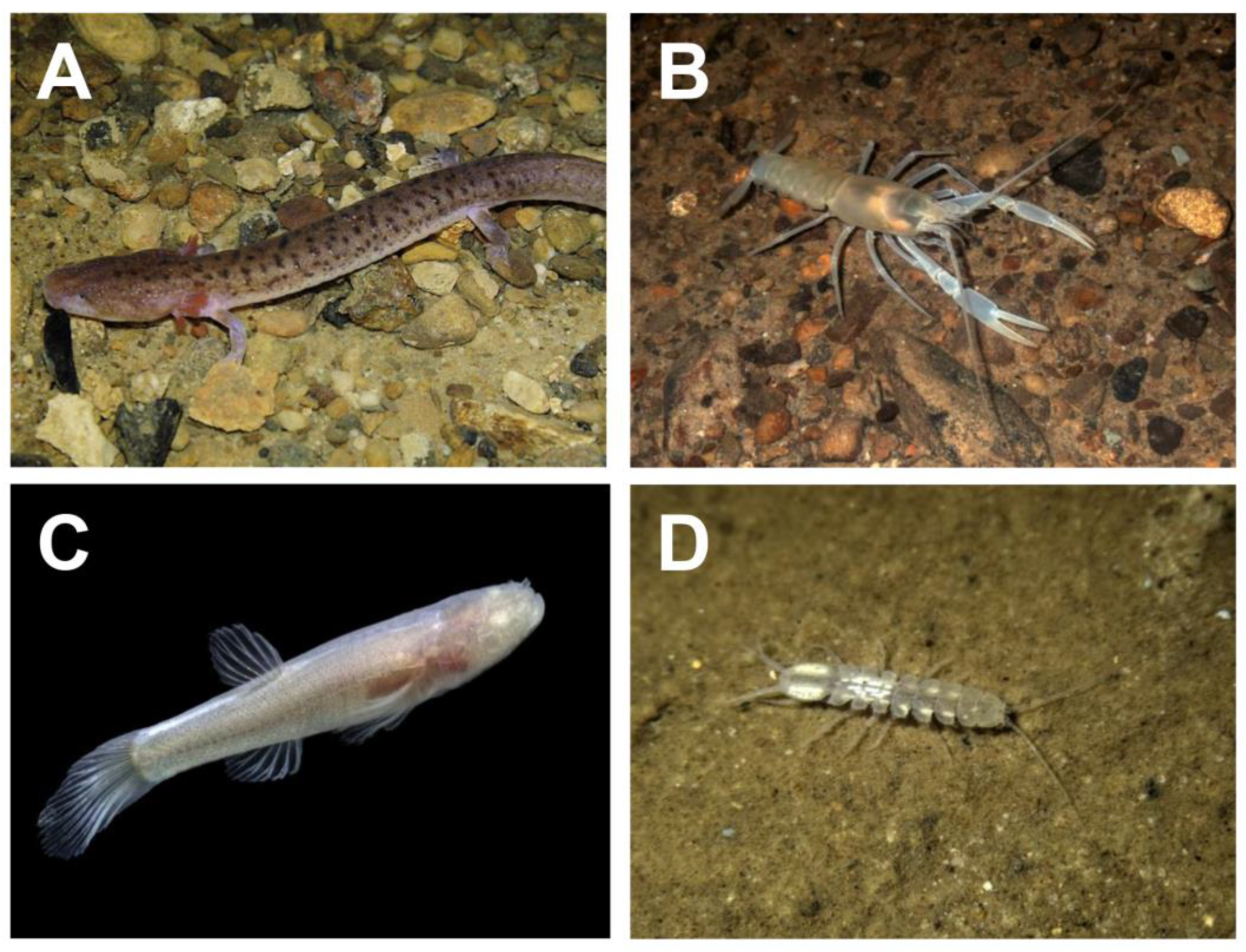 Diversity 15 00801 g003