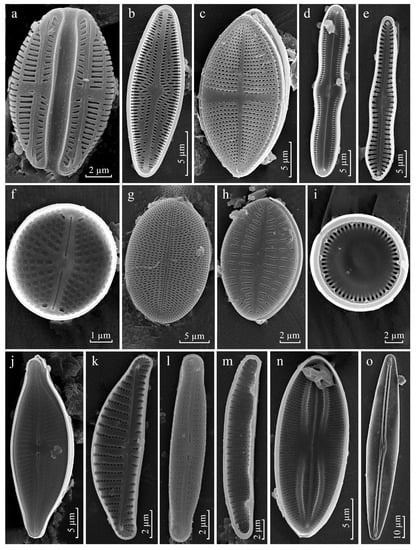 Diversity 15 00802 g0a1