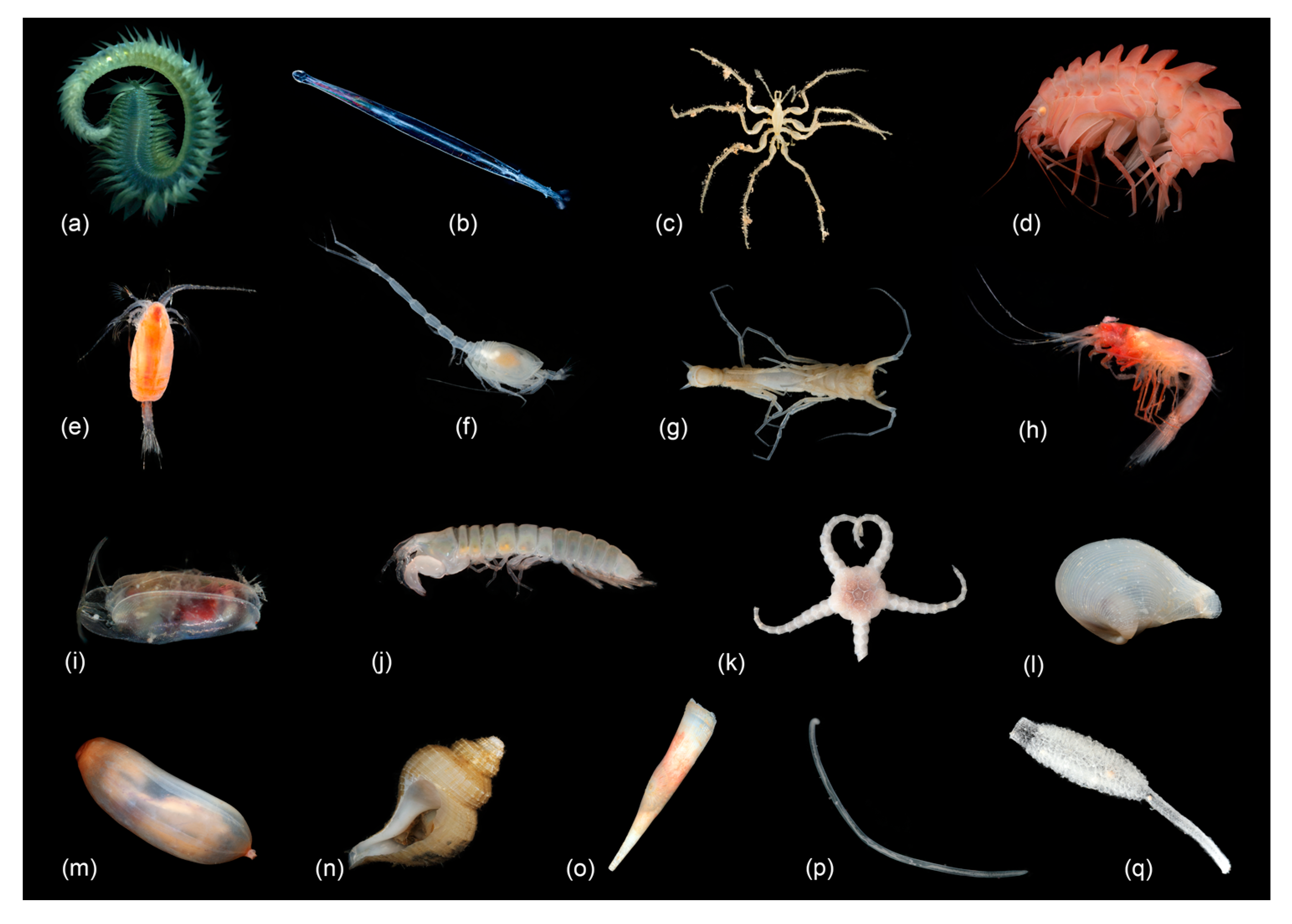 Diversity 15 00814 g002