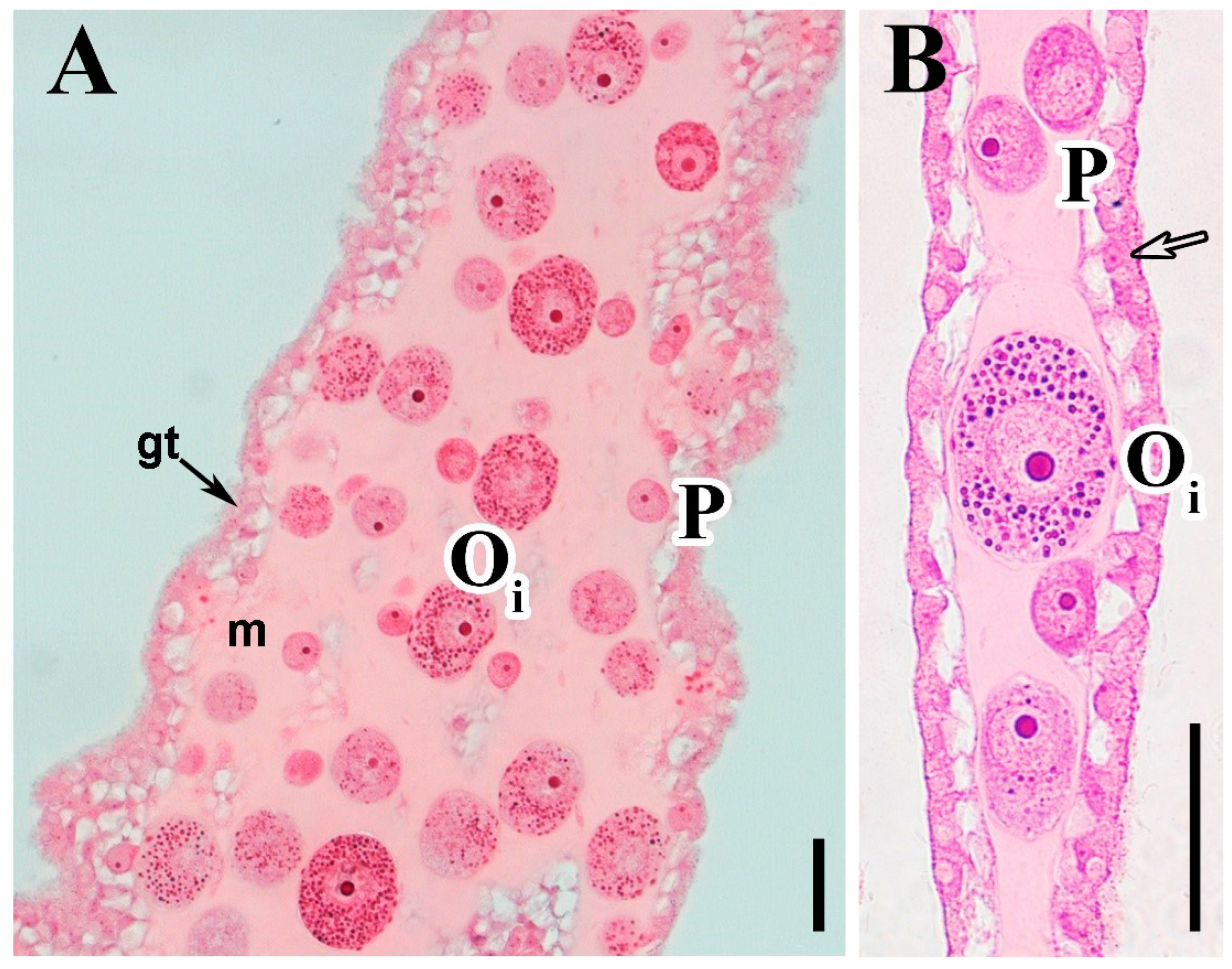 Diversity 15 00816 g004