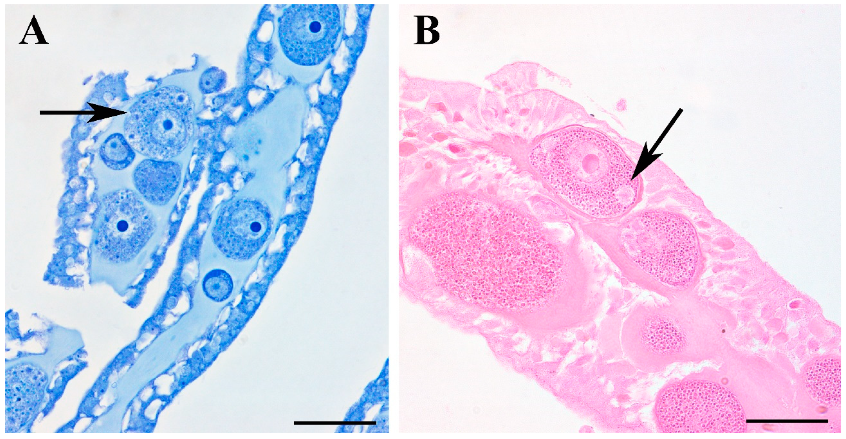 Diversity 15 00816 g005