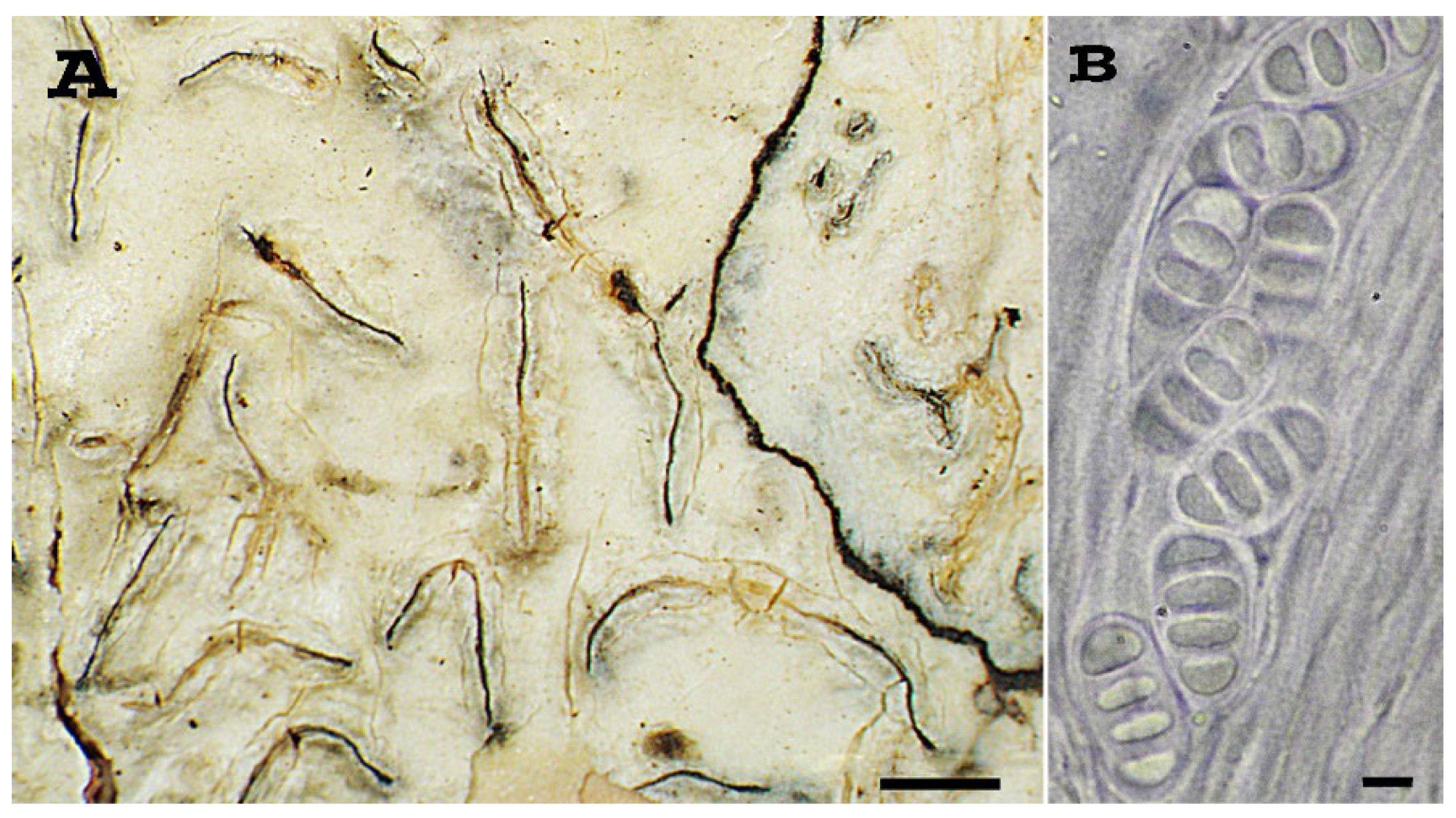 Diversity 15 00817 g004
