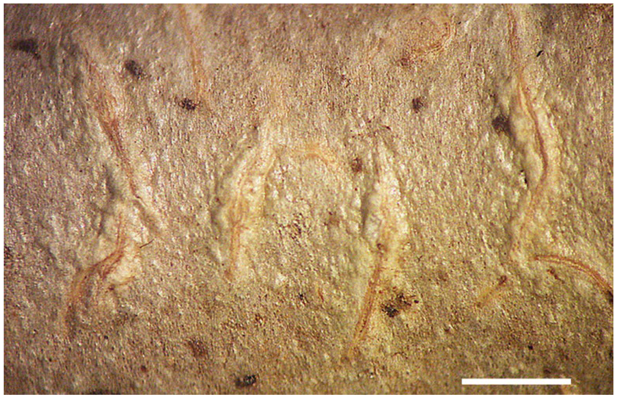 Diversity 15 00817 g006