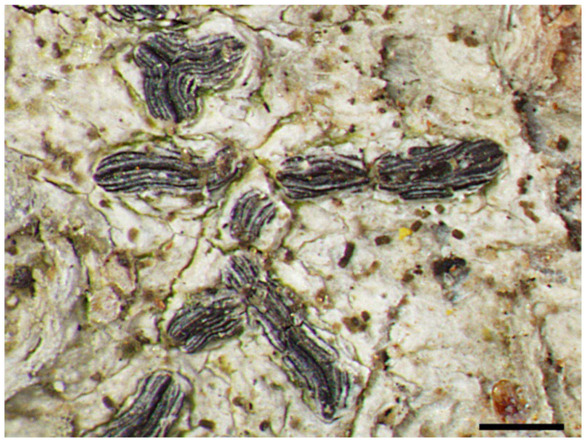 Diversity 15 00817 g010