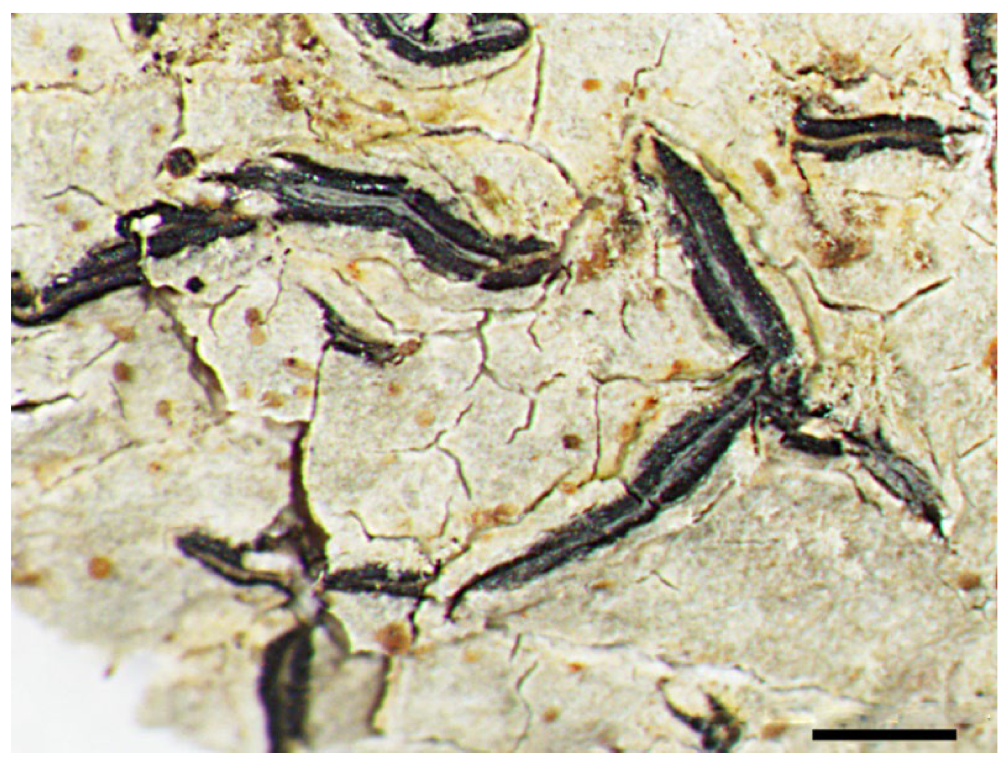 Diversity 15 00817 g014