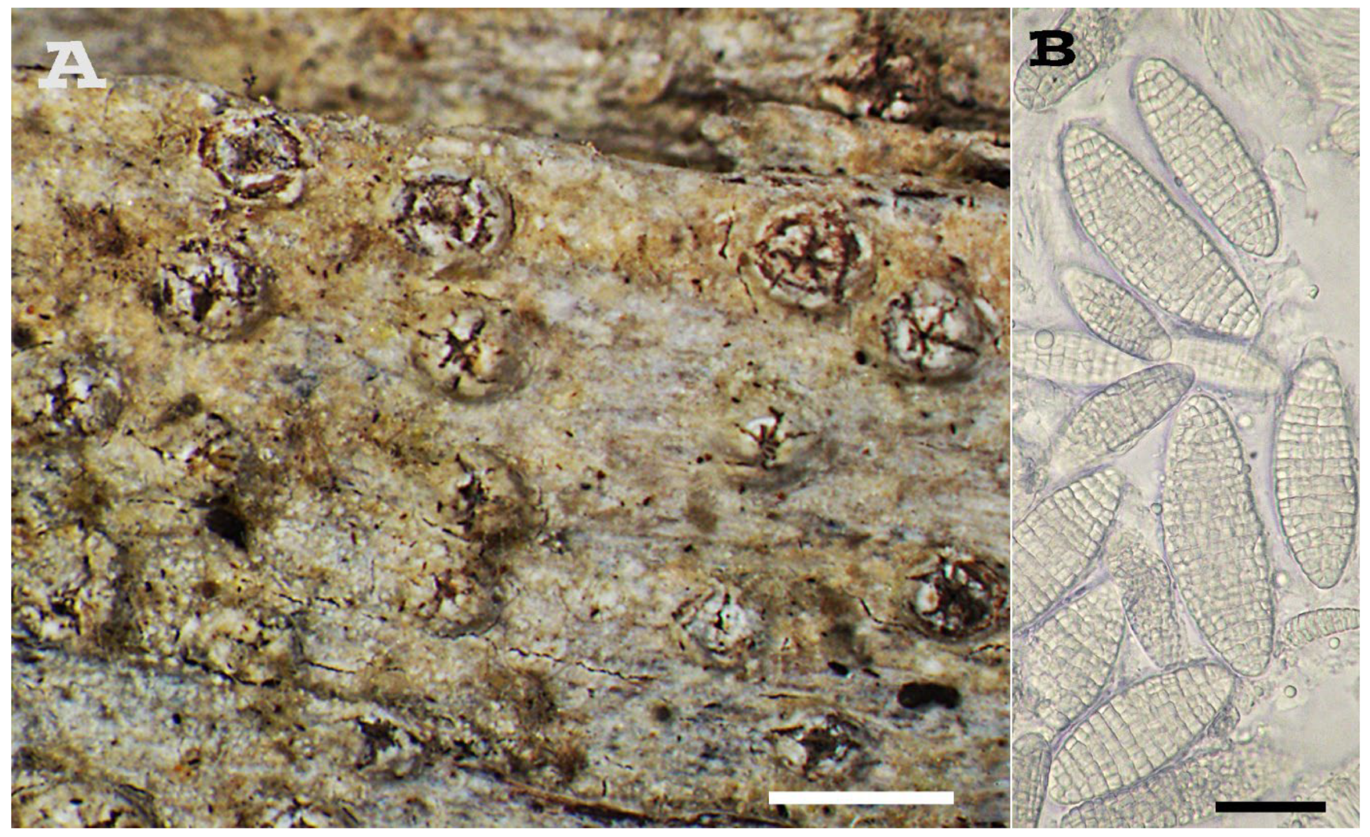 Diversity 15 00817 g015