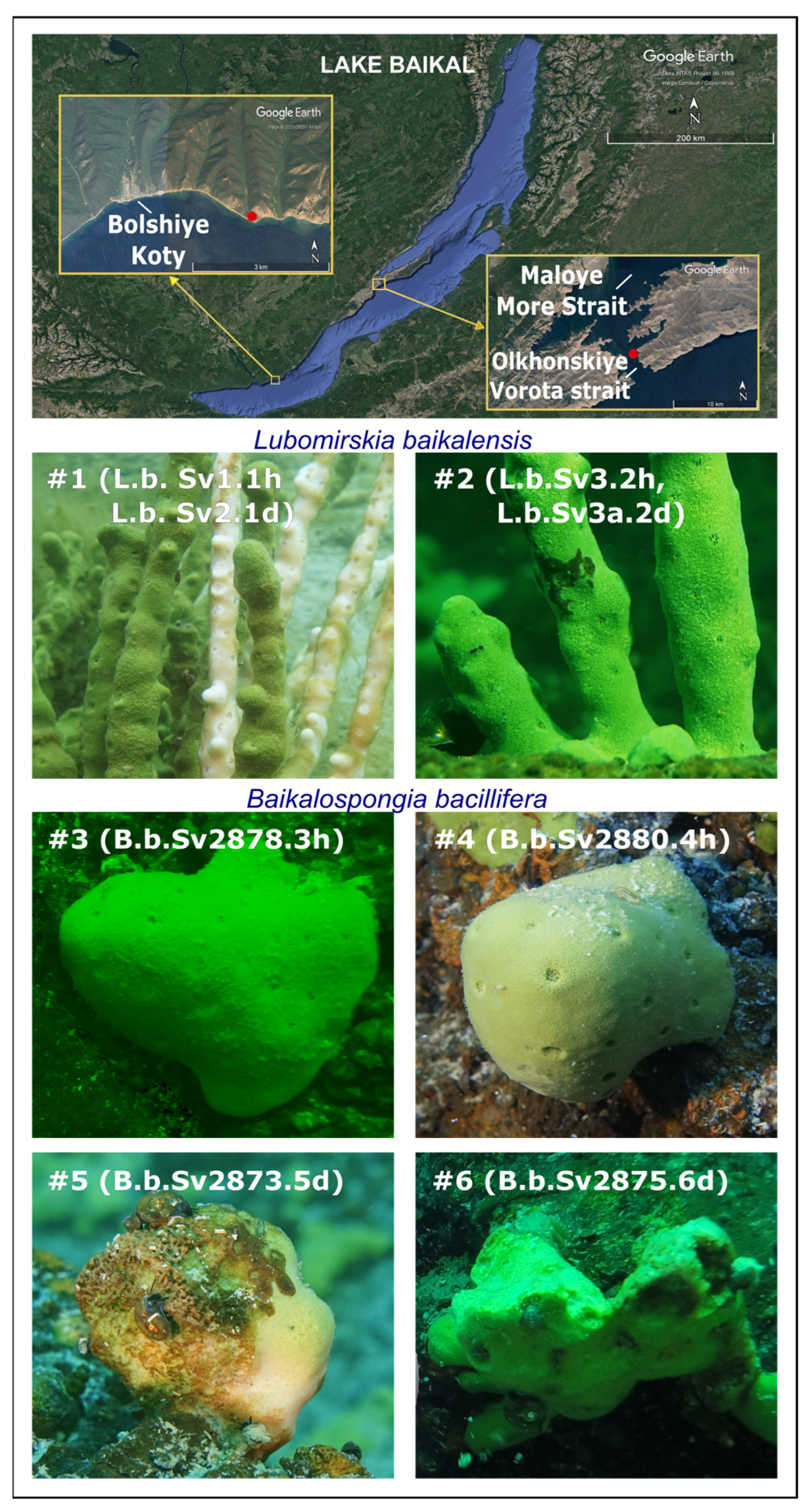 Diversity 15 00835 g001