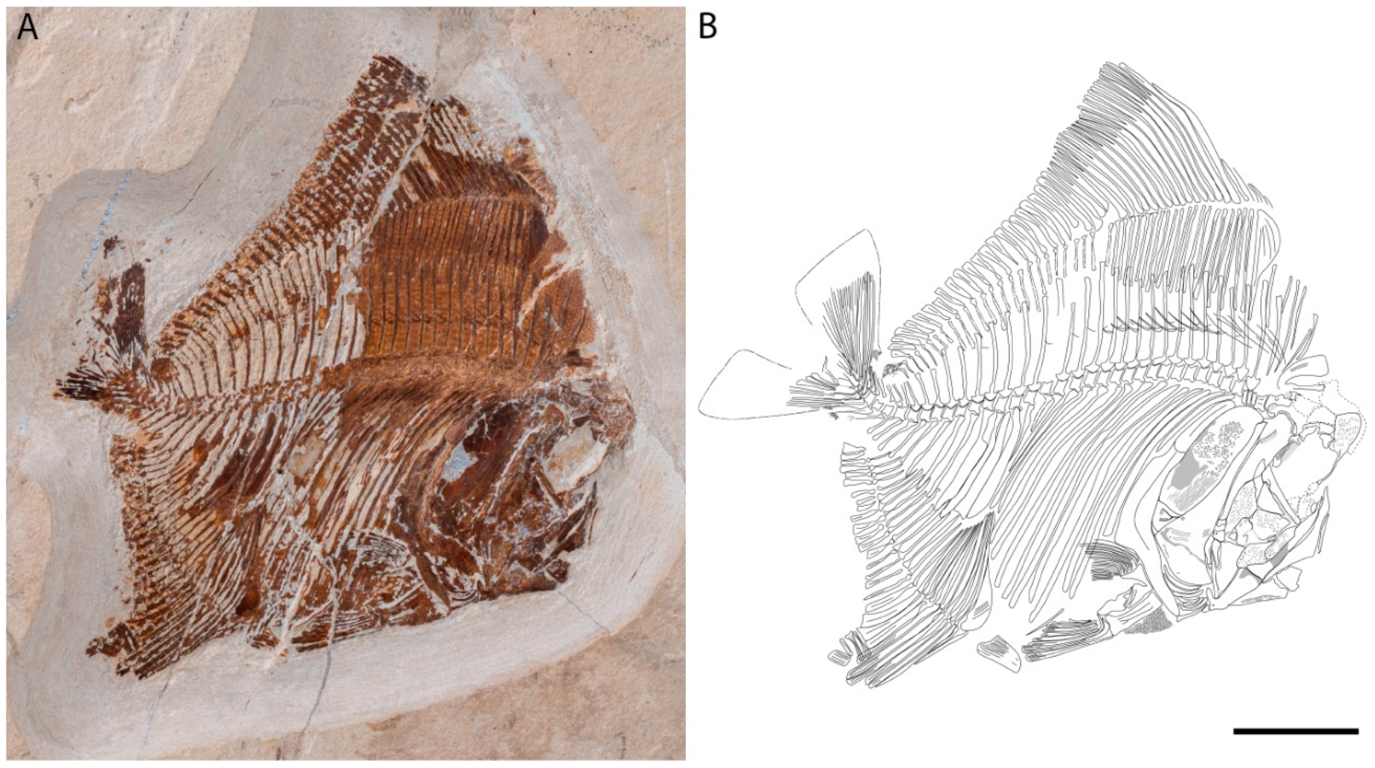 Diversity 15 00839 g001