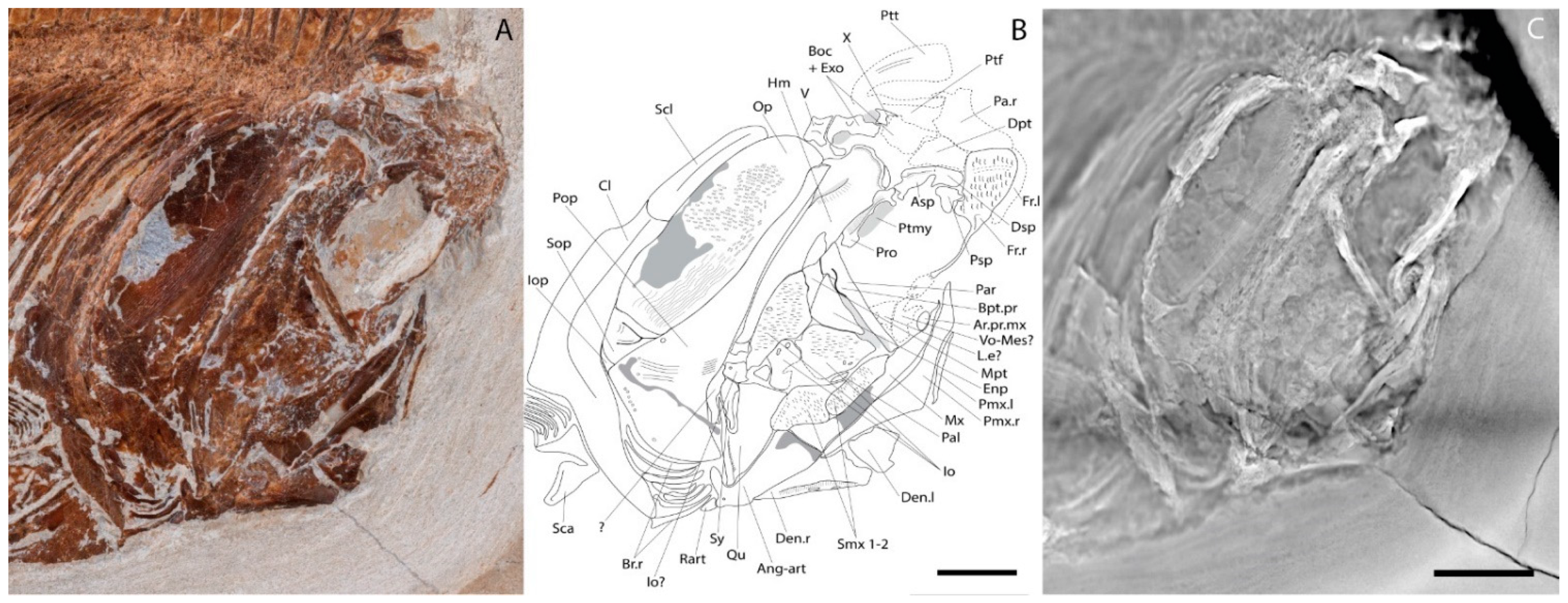 Diversity 15 00839 g002