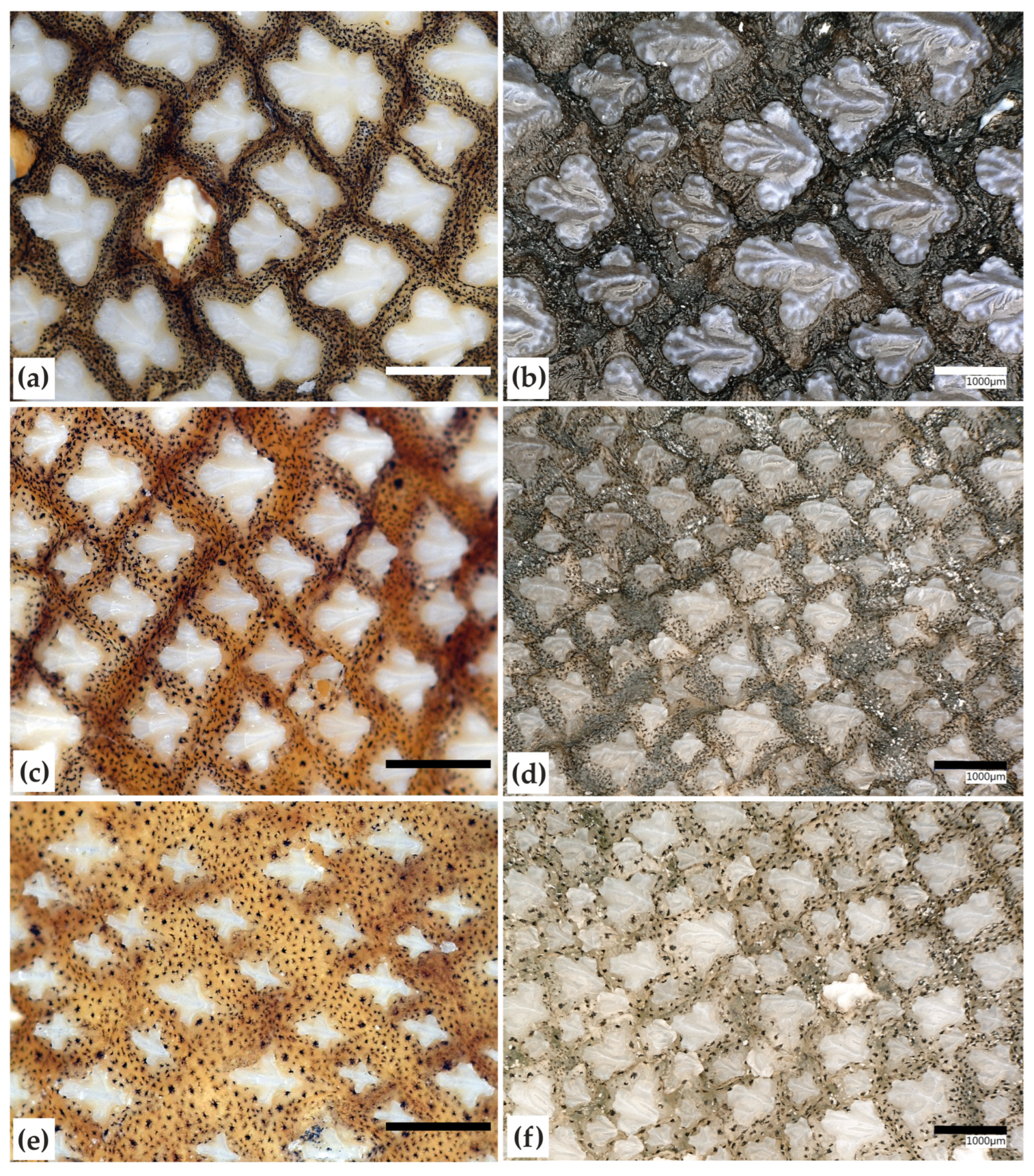 Diversity 15 00849 g007