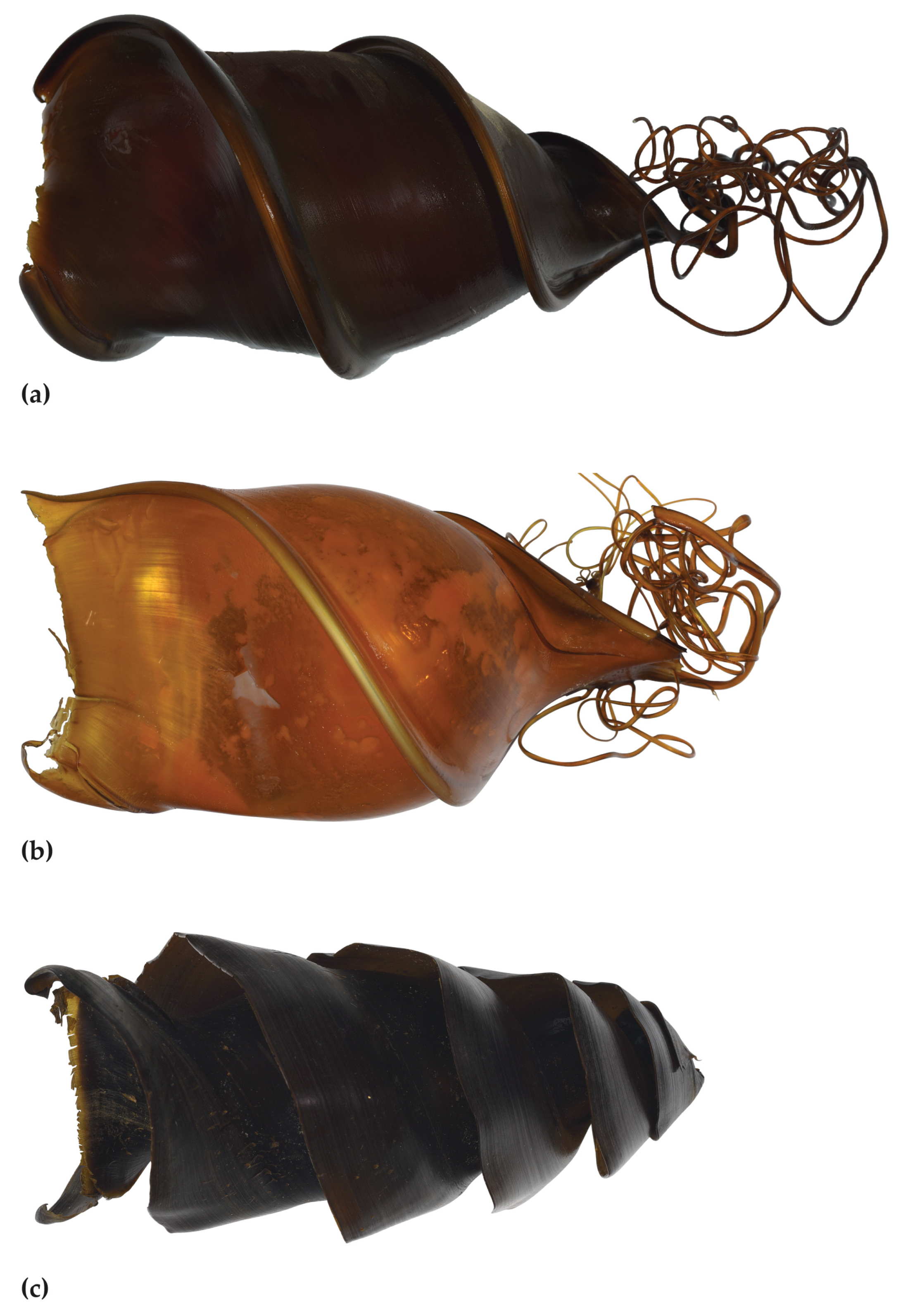 Diversity 15 00849 g009