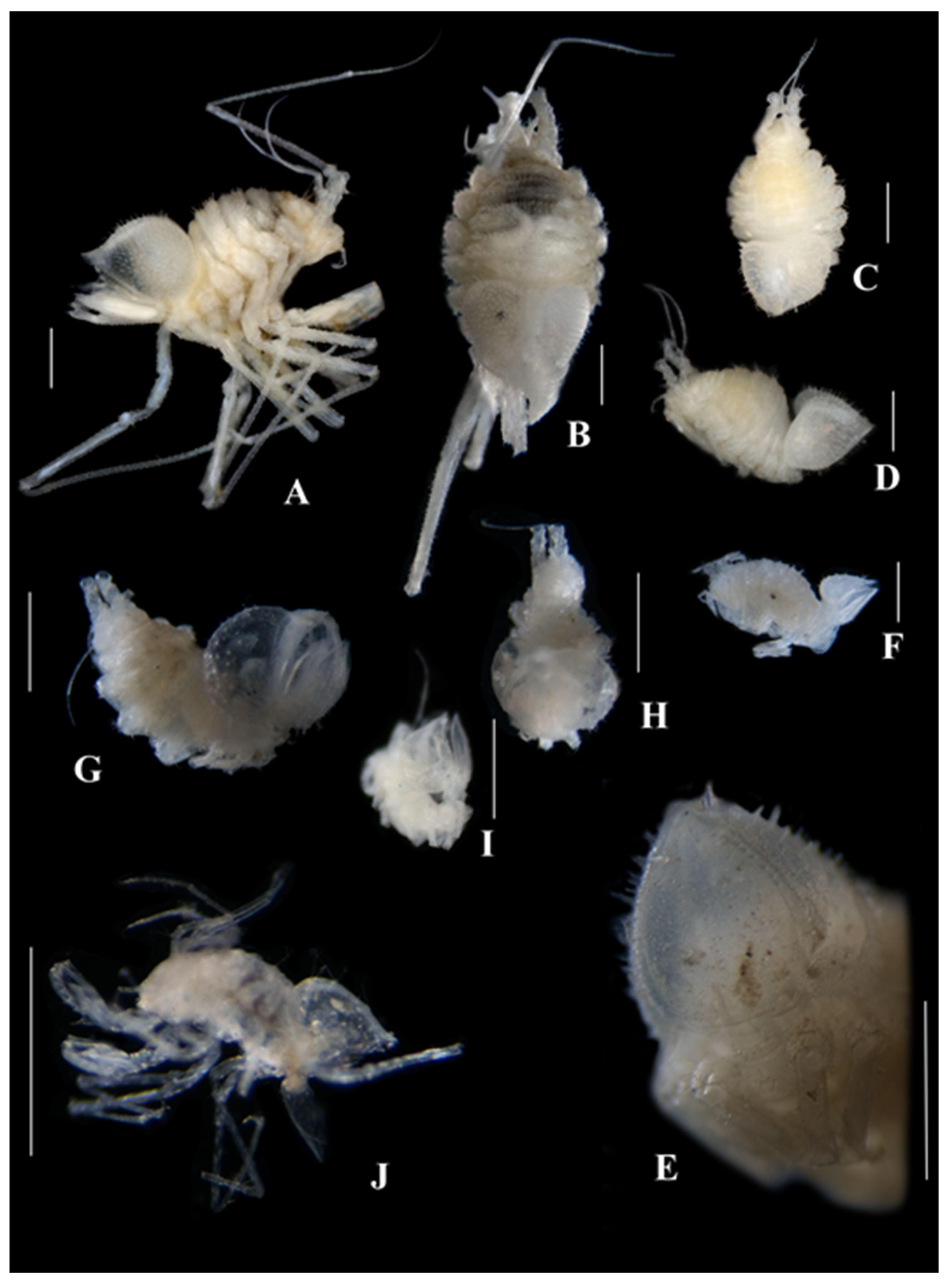 Diversity 15 00850 g002