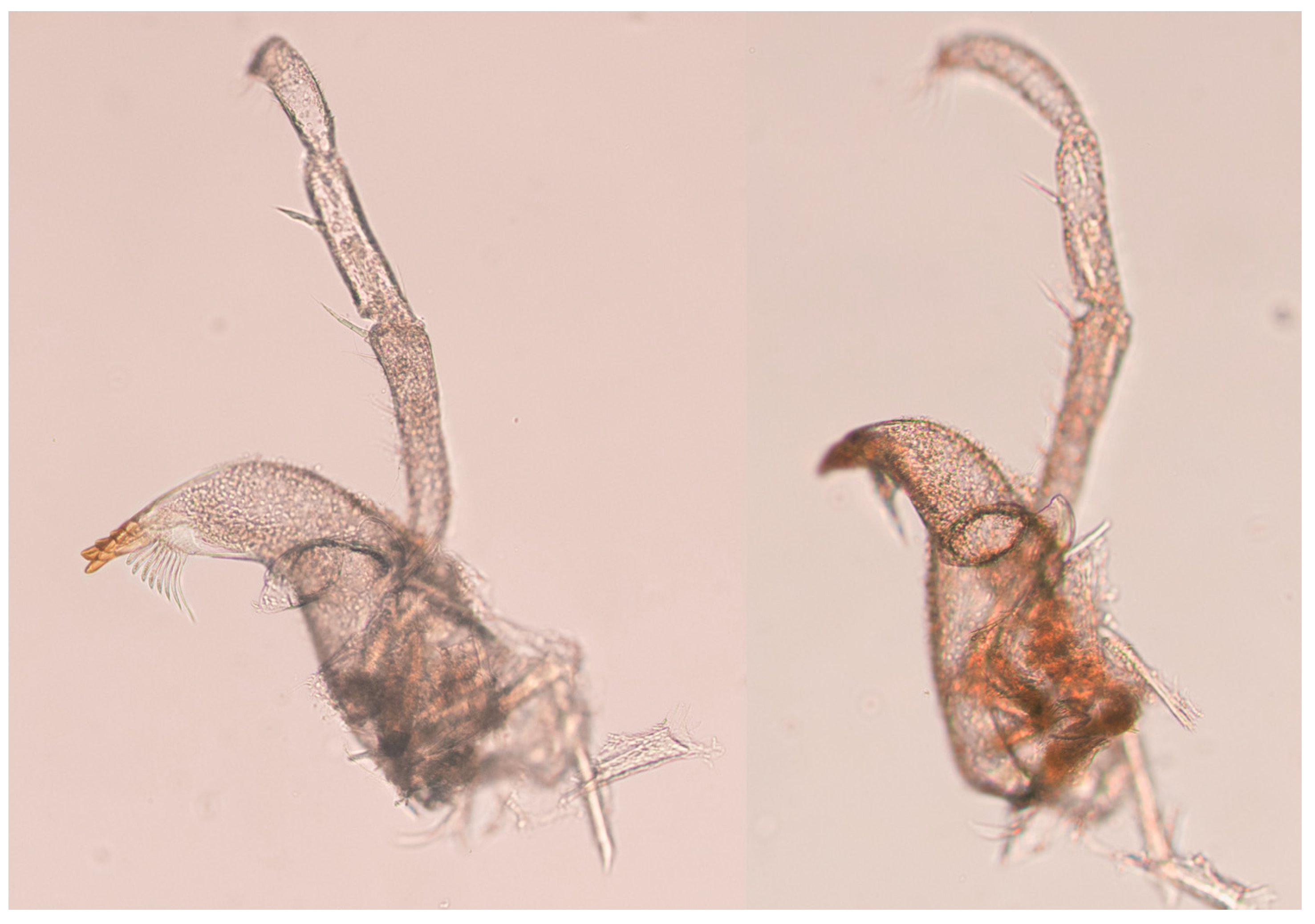 Diversity 15 00850 g008